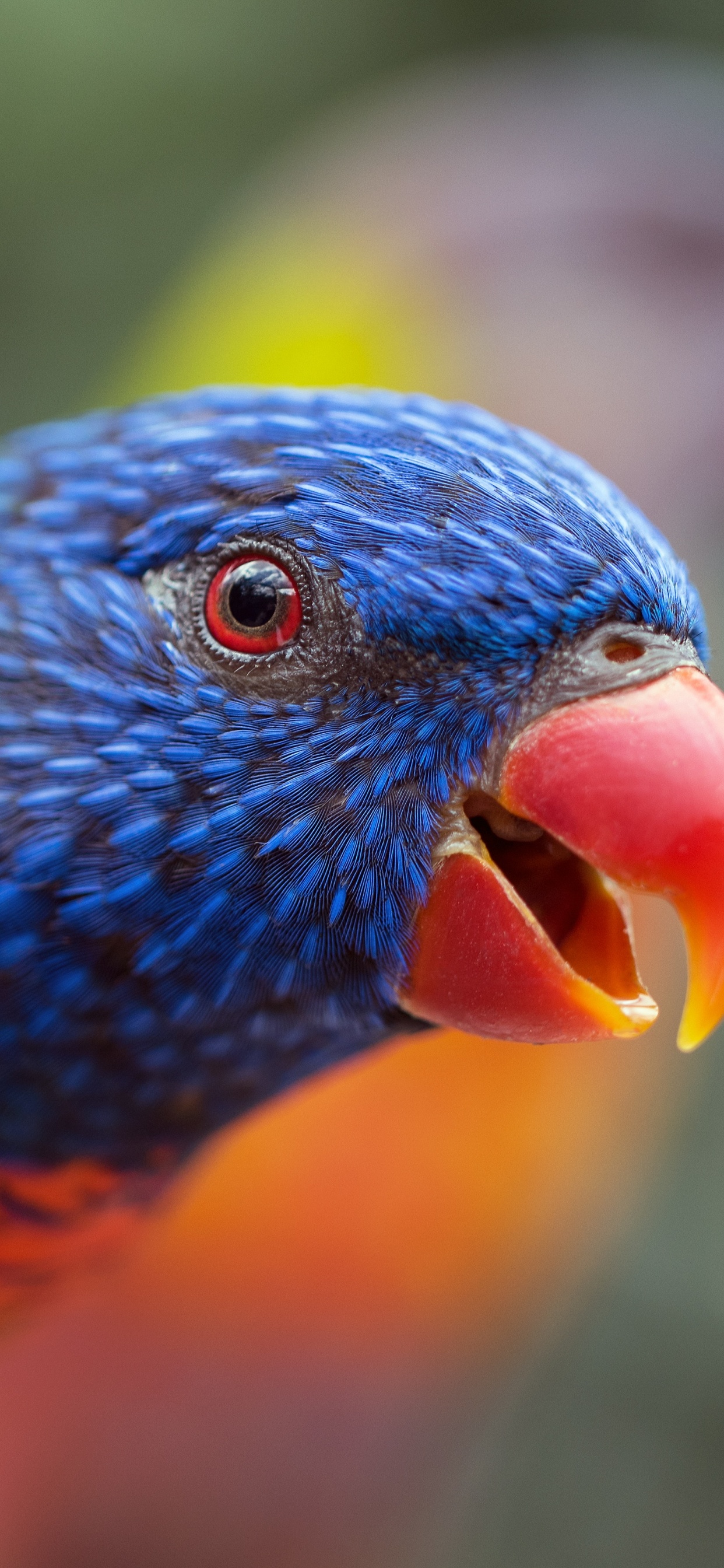 Blue Yellow and Red Bird. Wallpaper in 1242x2688 Resolution