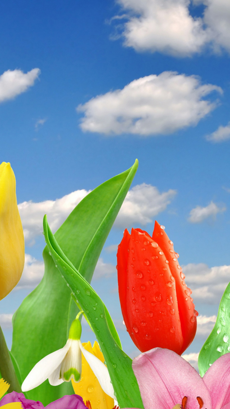 Flower, Cloud, Plant, Daytime, Green. Wallpaper in 750x1334 Resolution