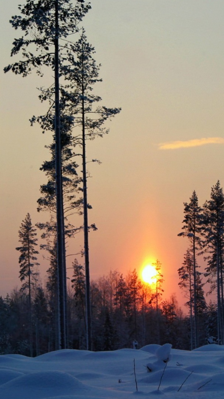 Arbres Couverts de Neige au Coucher du Soleil. Wallpaper in 720x1280 Resolution