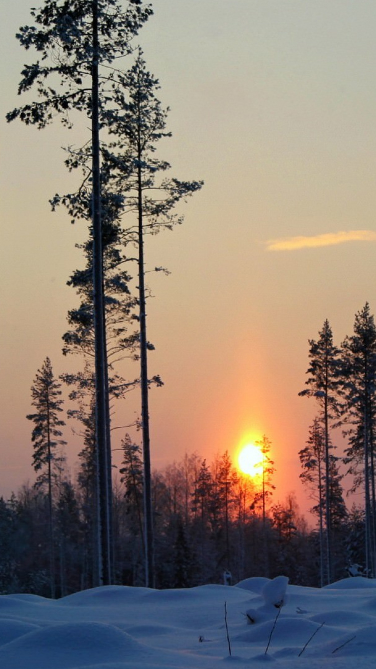 Snow Covered Trees During Sunset. Wallpaper in 750x1334 Resolution