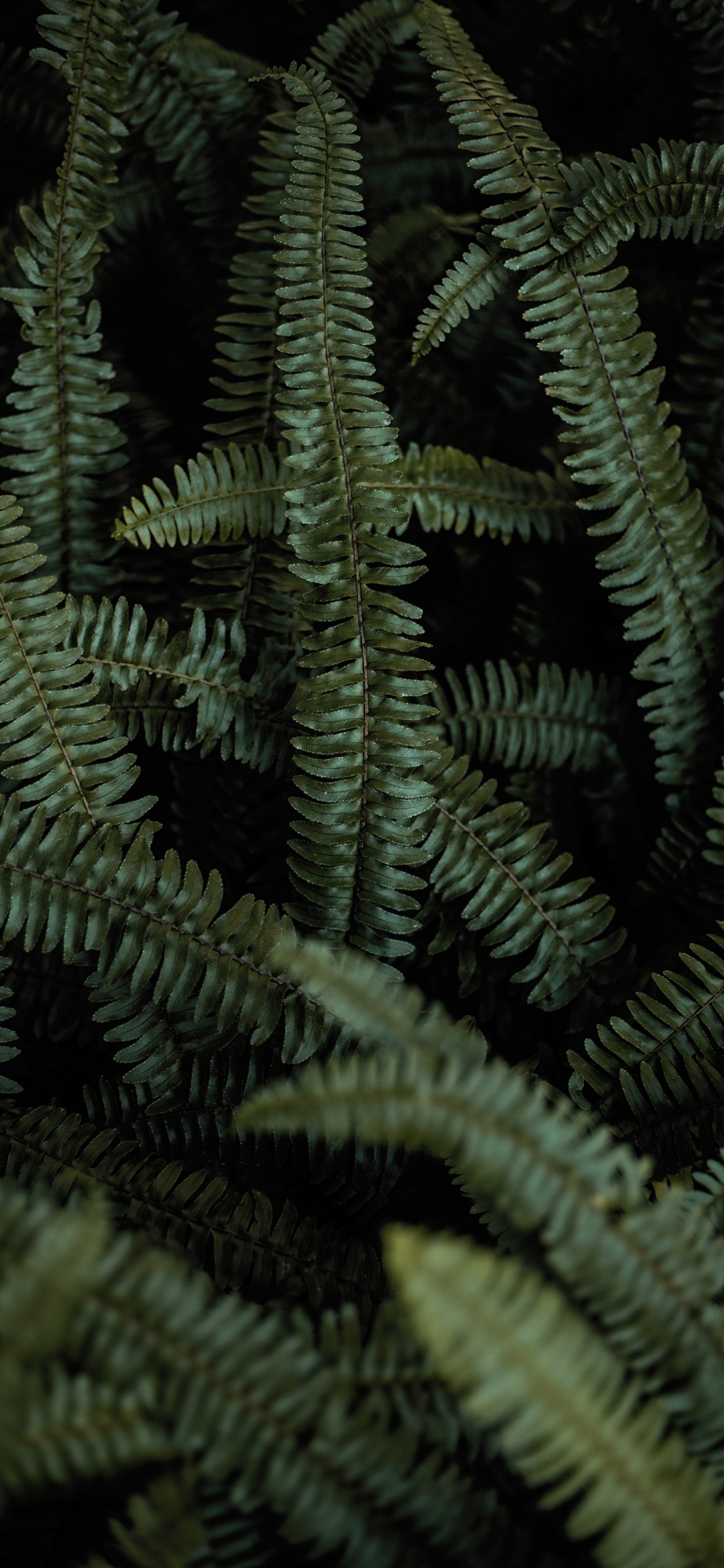 Farn, Terrestrische Pflanzen, Gr, Vegetation, Farne Und Schachtelhalme. Wallpaper in 1242x2688 Resolution