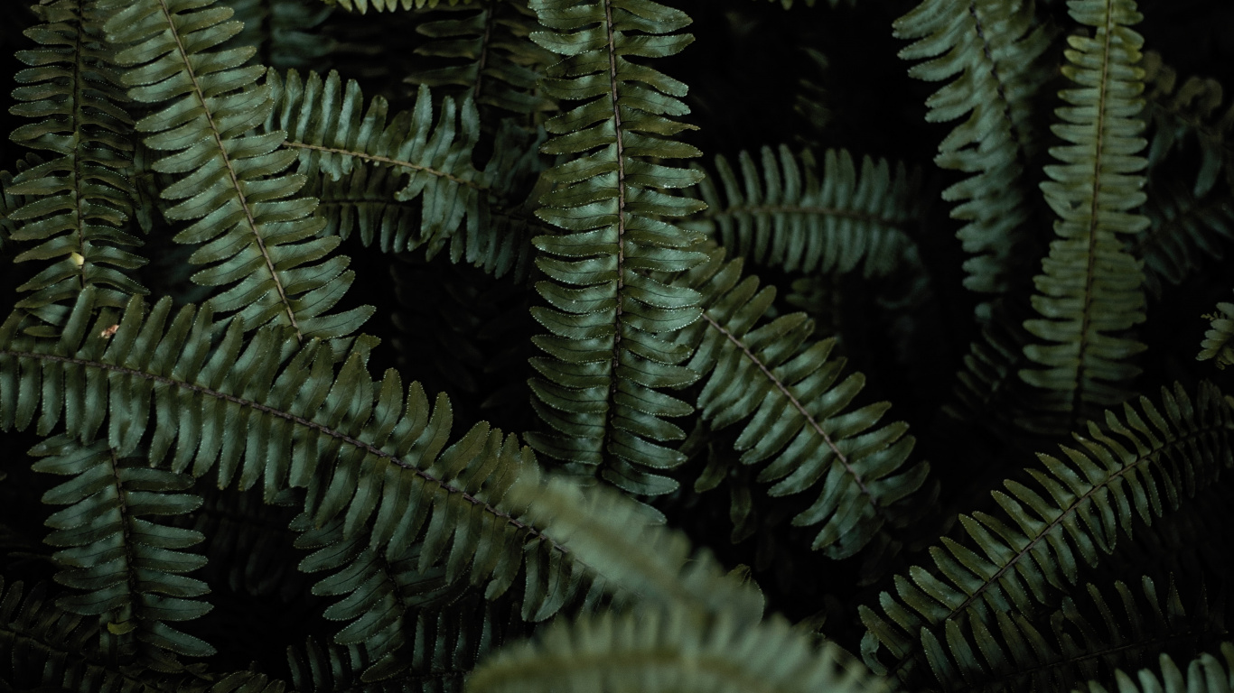 Farn, Terrestrische Pflanzen, Gr, Vegetation, Farne Und Schachtelhalme. Wallpaper in 1366x768 Resolution
