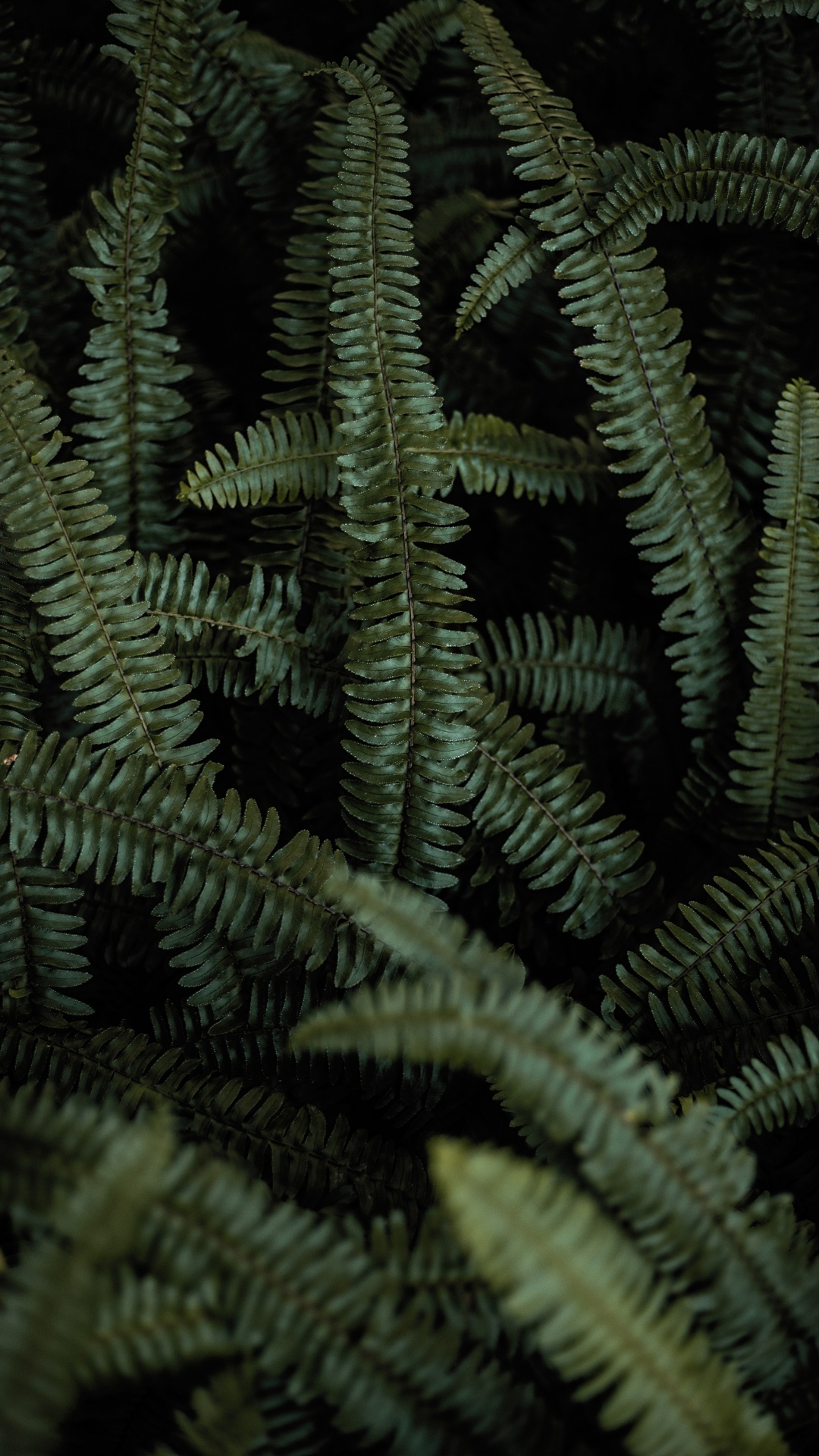 Fern, Terrestrial Plant, Green, Vegetation, Ferns and Horsetails. Wallpaper in 1080x1920 Resolution