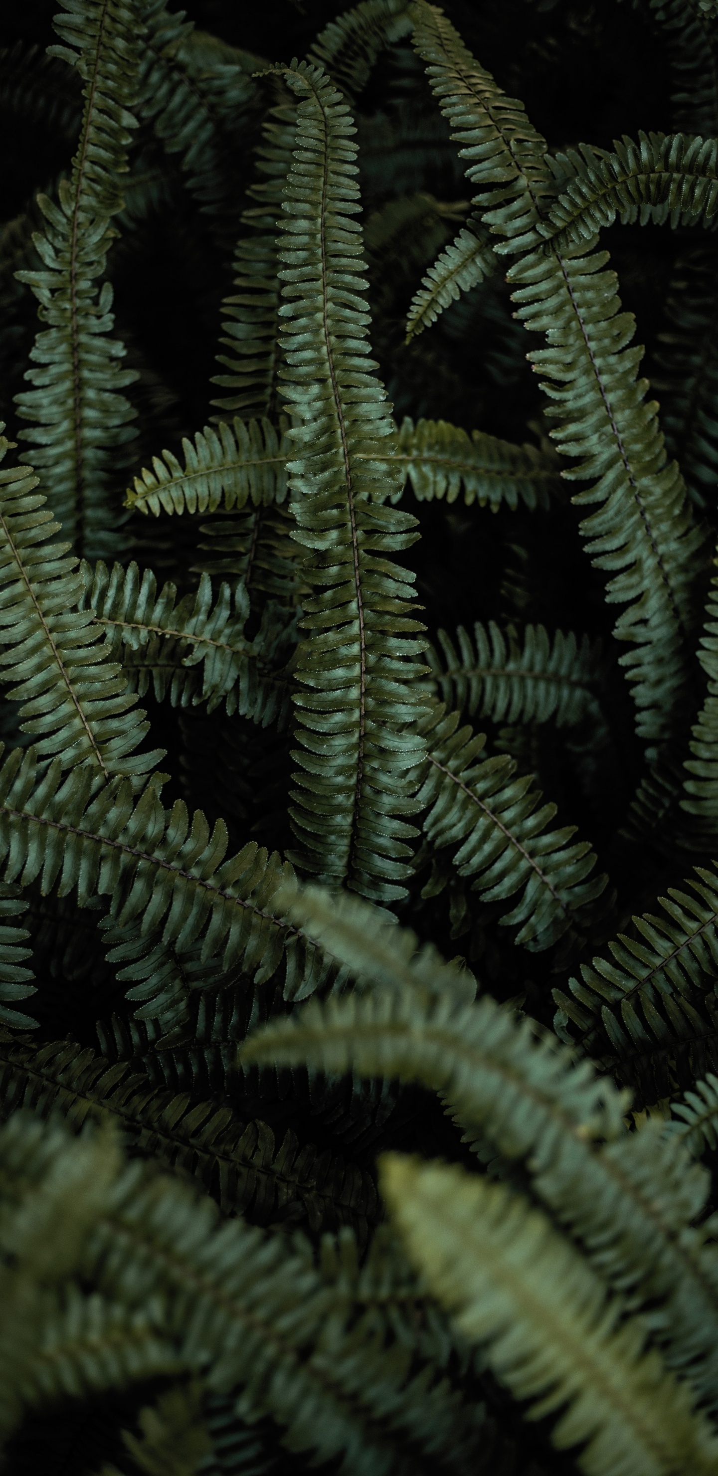 Fern, Terrestrial Plant, Green, Vegetation, Ferns and Horsetails. Wallpaper in 1440x2960 Resolution