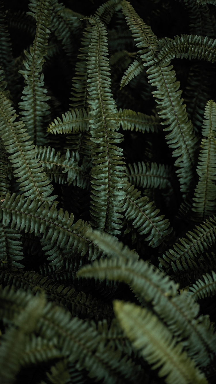 Fern, Terrestrial Plant, Green, Vegetation, Ferns and Horsetails. Wallpaper in 750x1334 Resolution