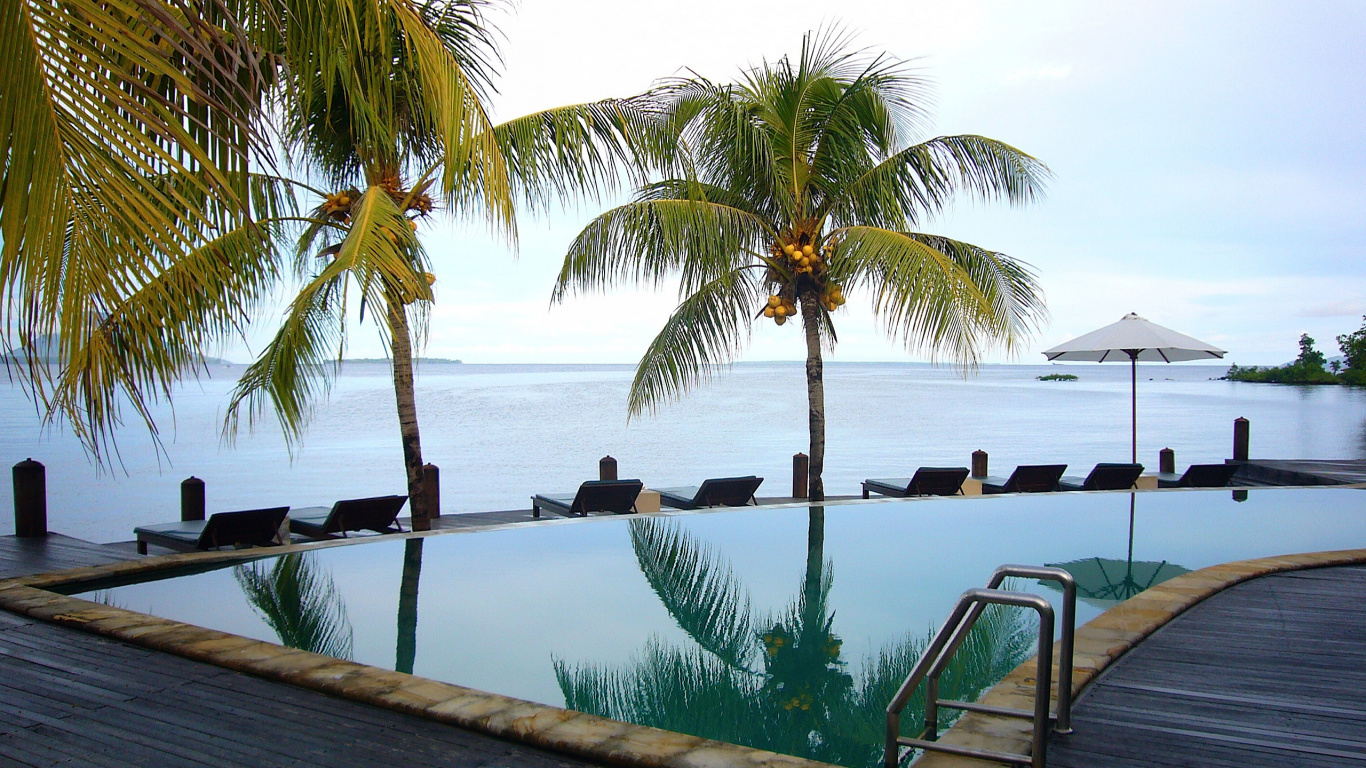 Green Coconut Palm Tree Near Body of Water During Daytime. Wallpaper in 1366x768 Resolution