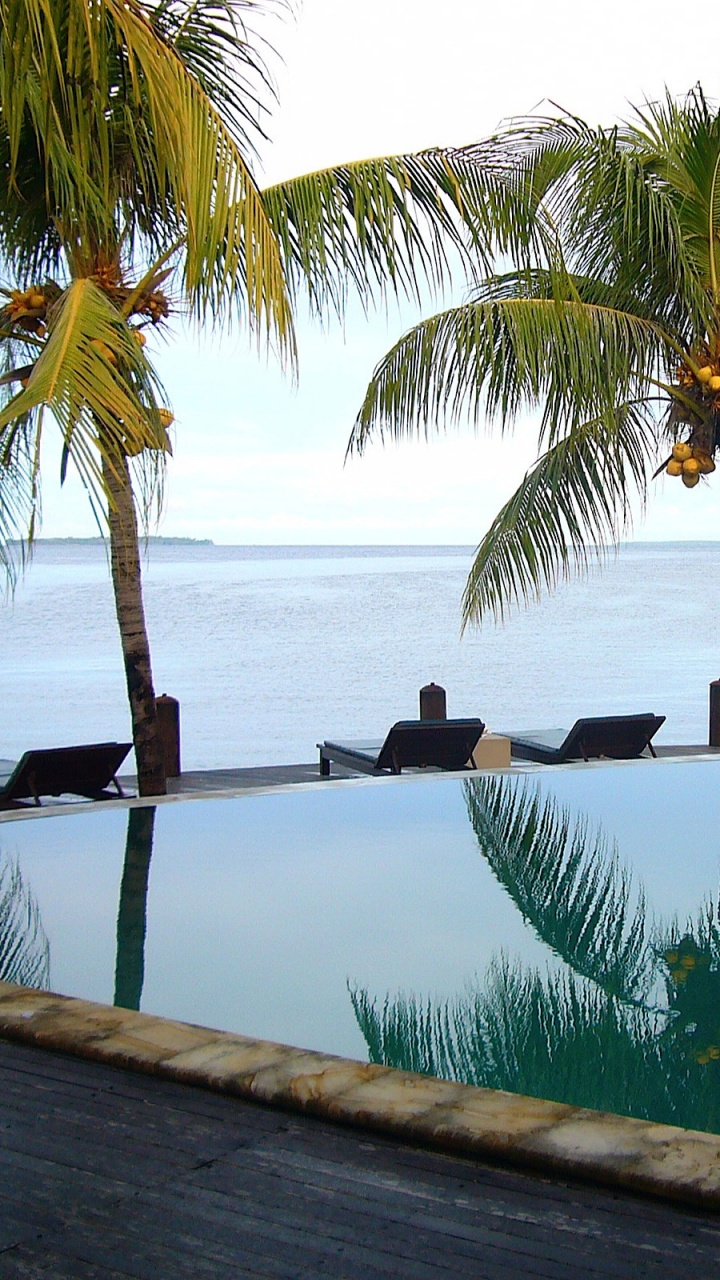 Green Coconut Palm Tree Near Body of Water During Daytime. Wallpaper in 720x1280 Resolution