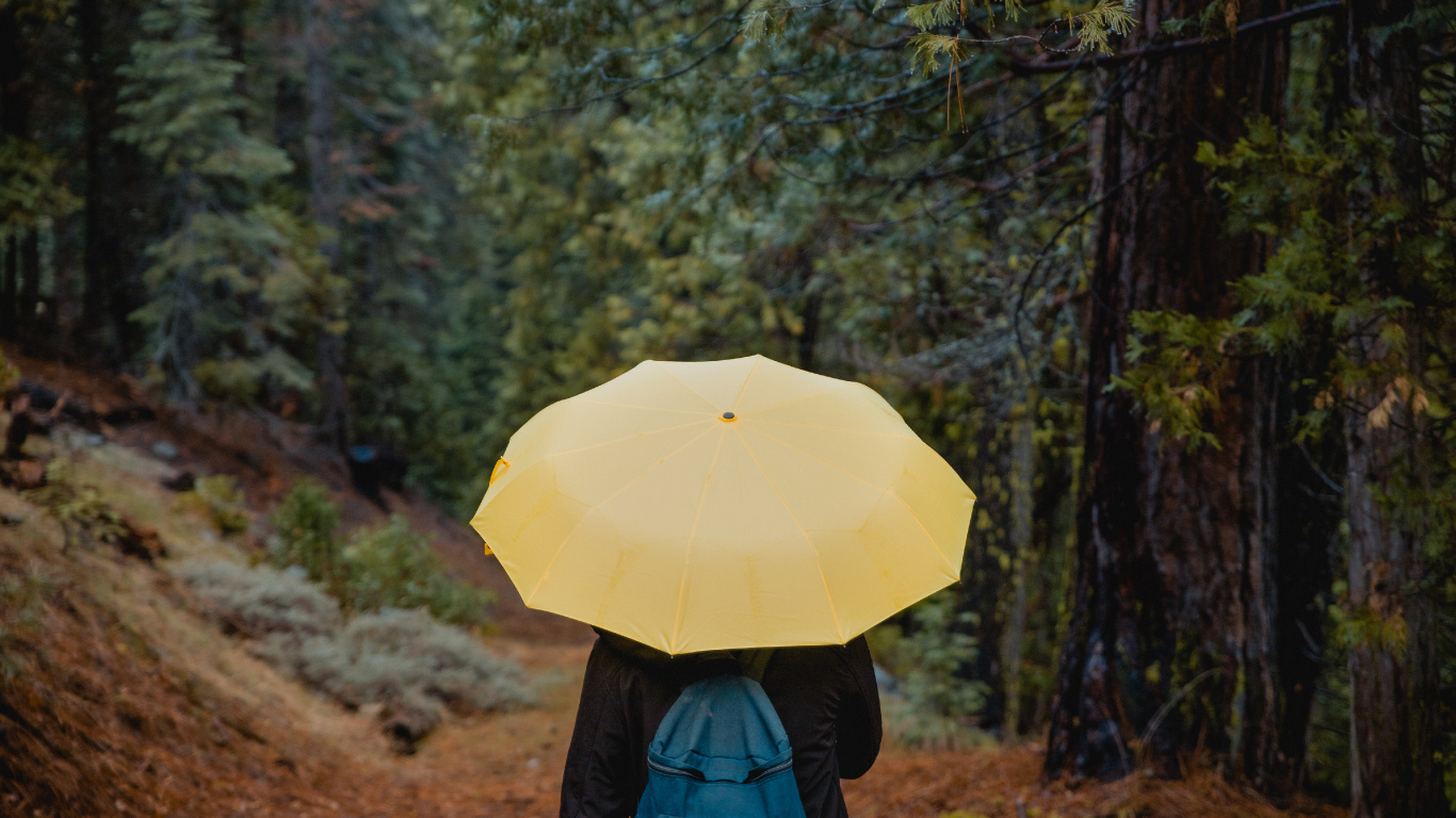 Personne en Veste Bleue Tenant un Parapluie Jaune Marchant Sur un Chemin de Terre Entre Les Arbres Verts Pendant la Journée. Wallpaper in 1366x768 Resolution