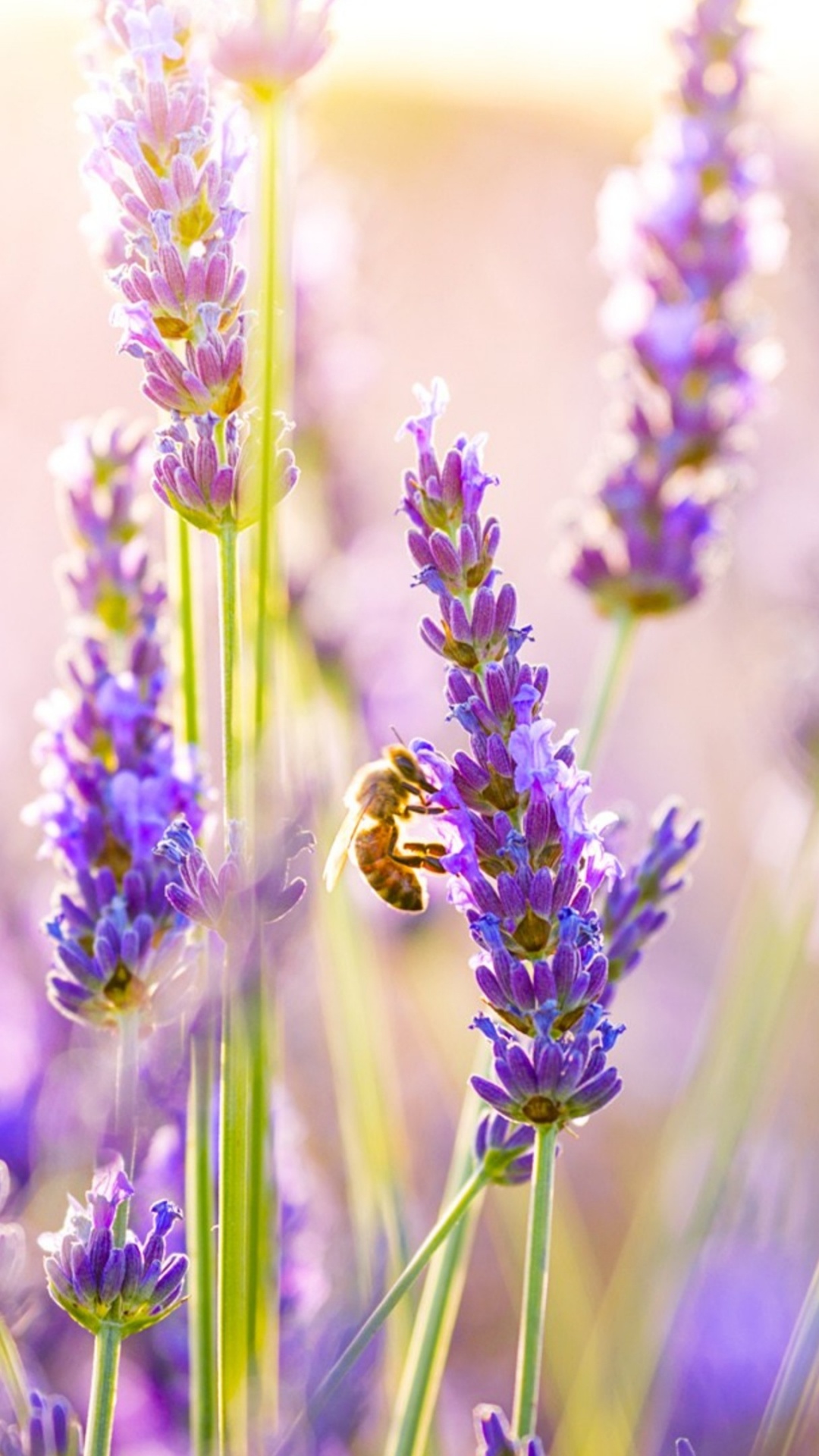 Purple Flower in Macro Shot. Wallpaper in 1080x1920 Resolution