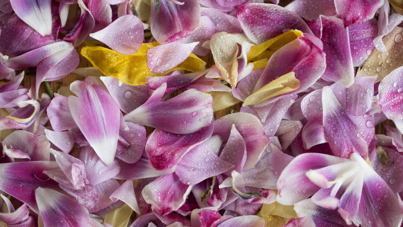 Pétalos de Flores Amarillas y Rosadas. Wallpaper in 1366x768 Resolution