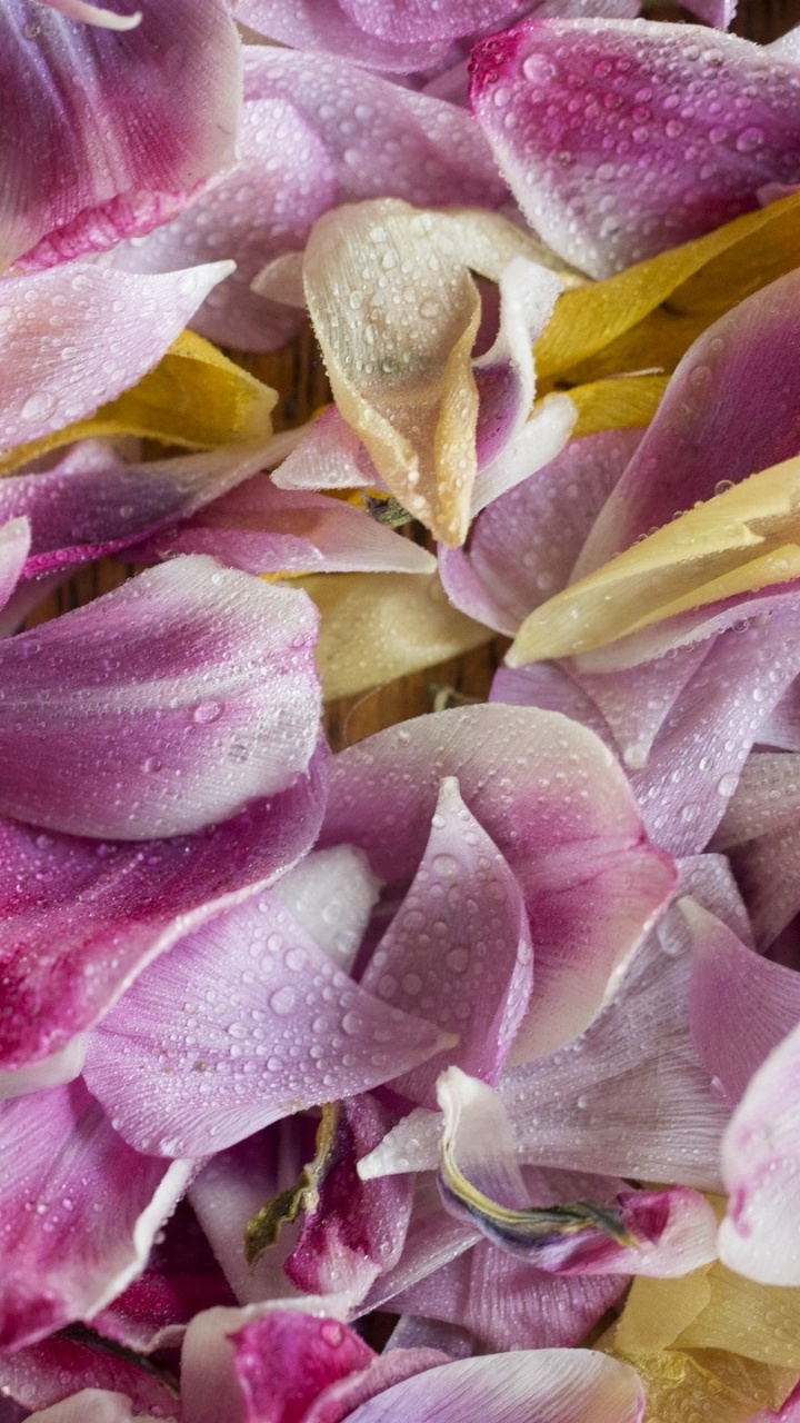 Yellow and Pink Flower Petals. Wallpaper in 720x1280 Resolution