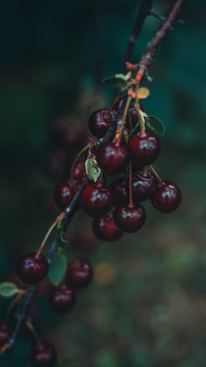 Fruits Ronds Rouges en Photographie Rapprochée. Wallpaper in 720x1280 Resolution