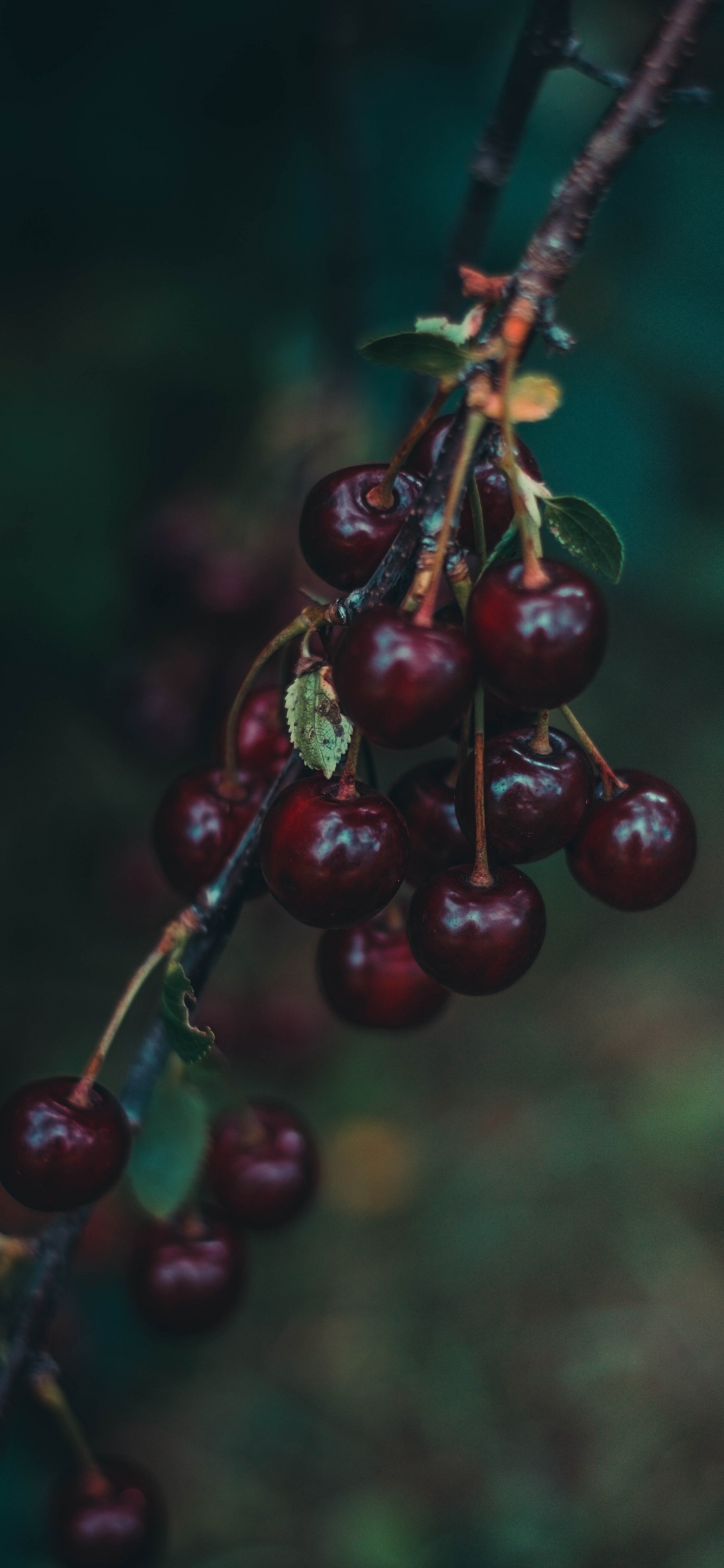 Red Round Fruit in Close up Photography. Wallpaper in 1242x2688 Resolution