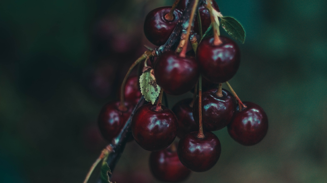 Red Round Fruit in Close up Photography. Wallpaper in 1280x720 Resolution