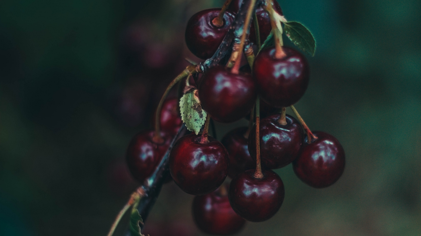 Red Round Fruit in Close up Photography. Wallpaper in 1366x768 Resolution