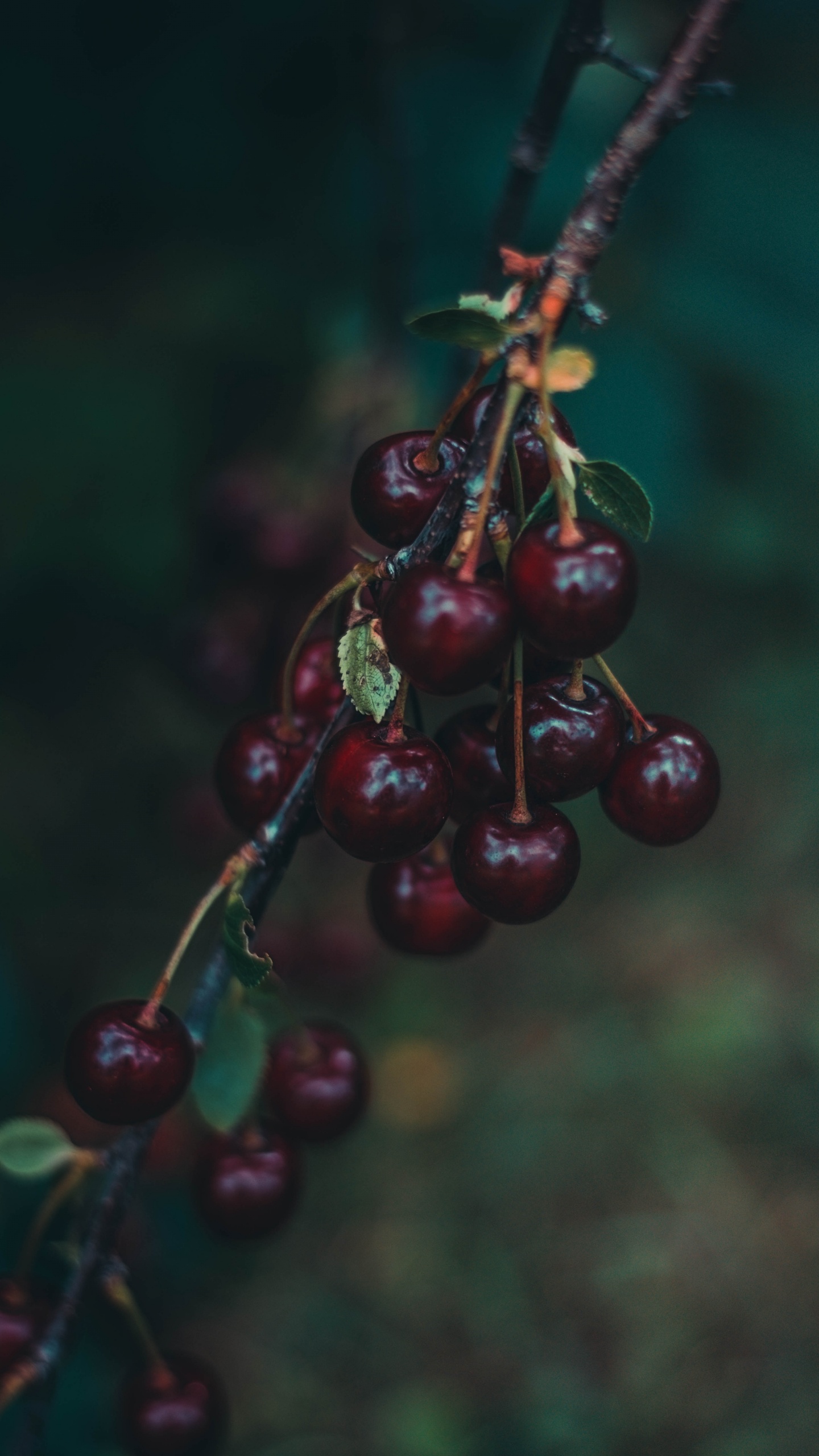 Red Round Fruit in Close up Photography. Wallpaper in 1440x2560 Resolution