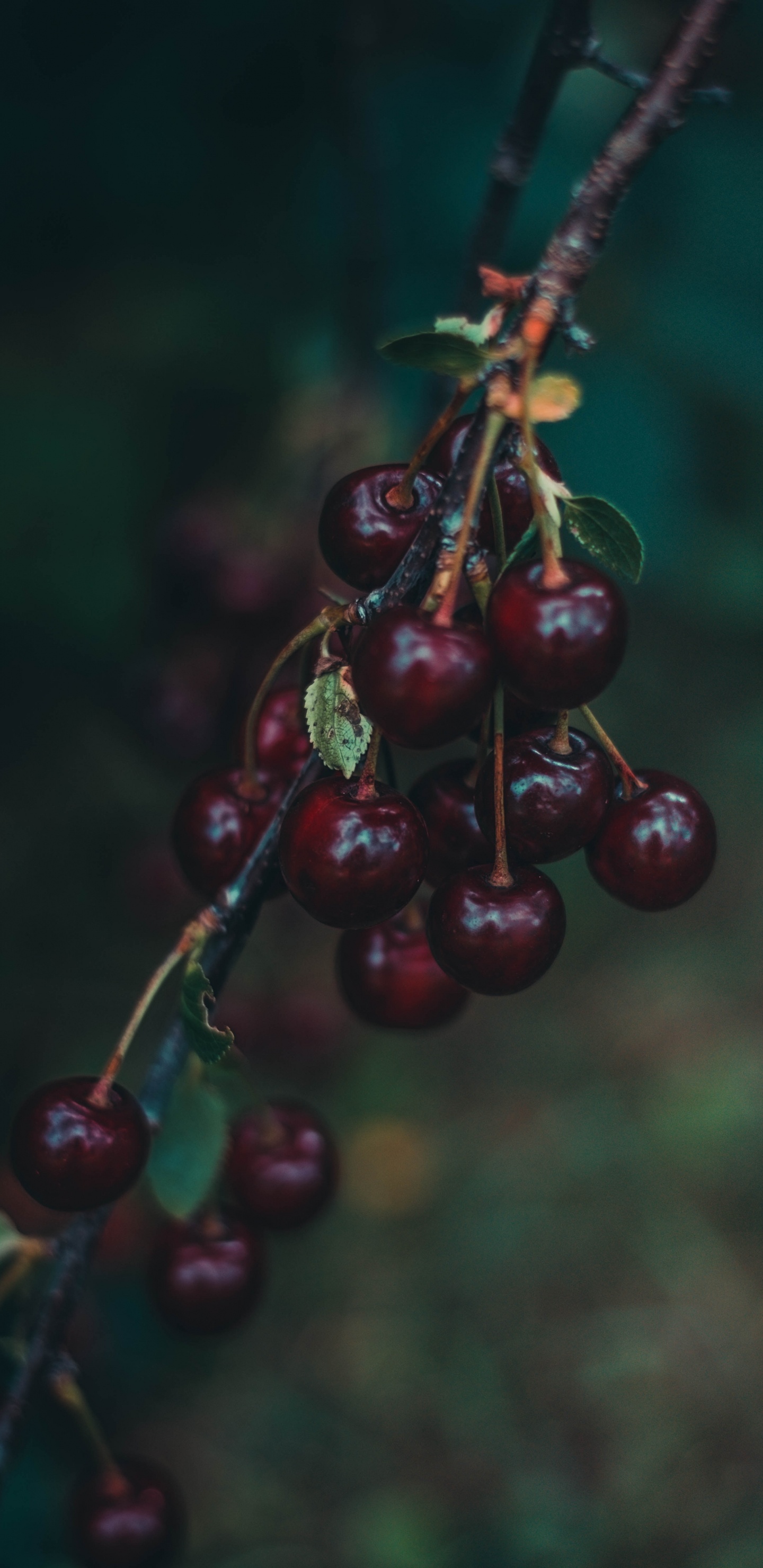 Red Round Fruit in Close up Photography. Wallpaper in 1440x2960 Resolution