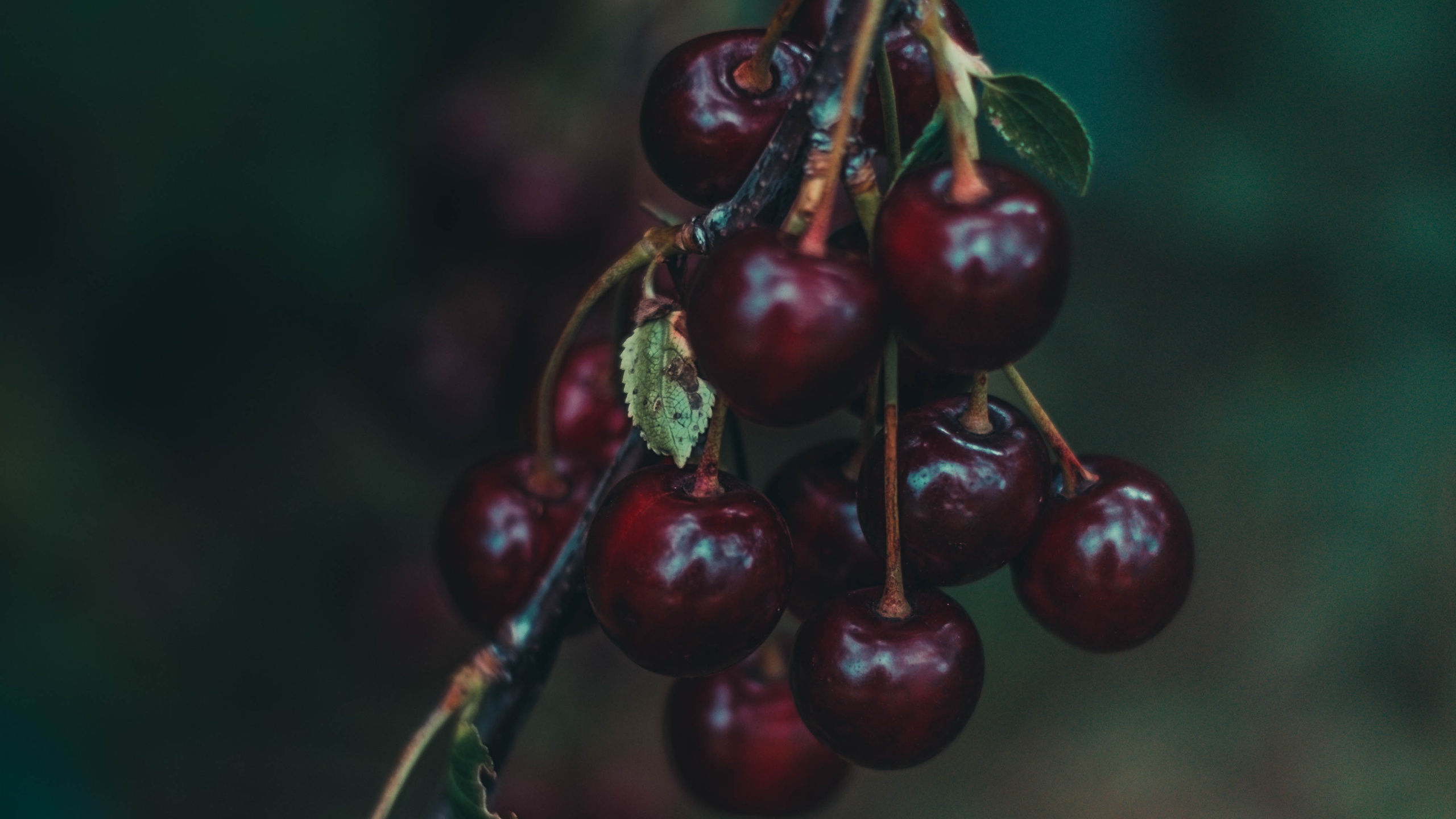 Fruta Redonda Roja en Fotografía de Cerca. Wallpaper in 2560x1440 Resolution