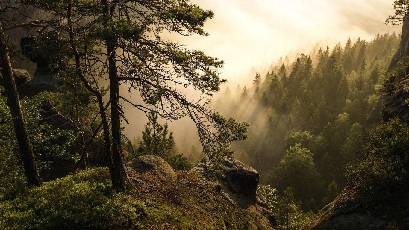 Tagsüber Grüne Bäume Auf Dem Berg. Wallpaper in 1366x768 Resolution