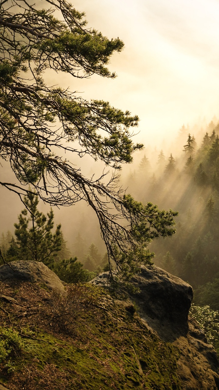 Green Trees on Mountain During Daytime. Wallpaper in 720x1280 Resolution