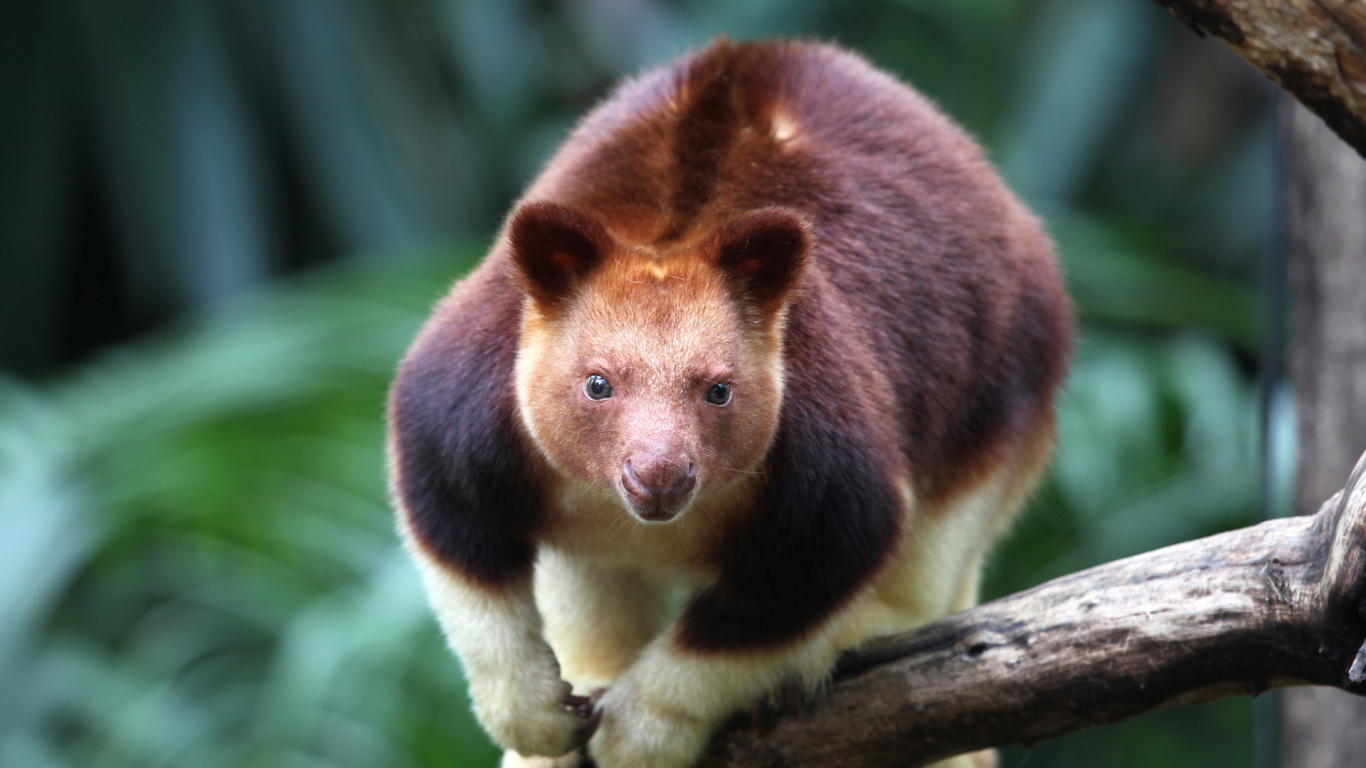 Animal Marron et Blanc Sur Une Branche D'arbre Marron. Wallpaper in 1366x768 Resolution