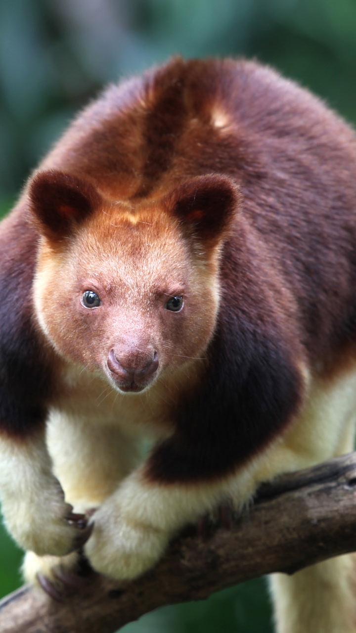 Goodfellows 树袋鼠, Wondiwoi 树袋鼠, 陆地动物, 野生动物, 有袋动物 壁纸 720x1280 允许