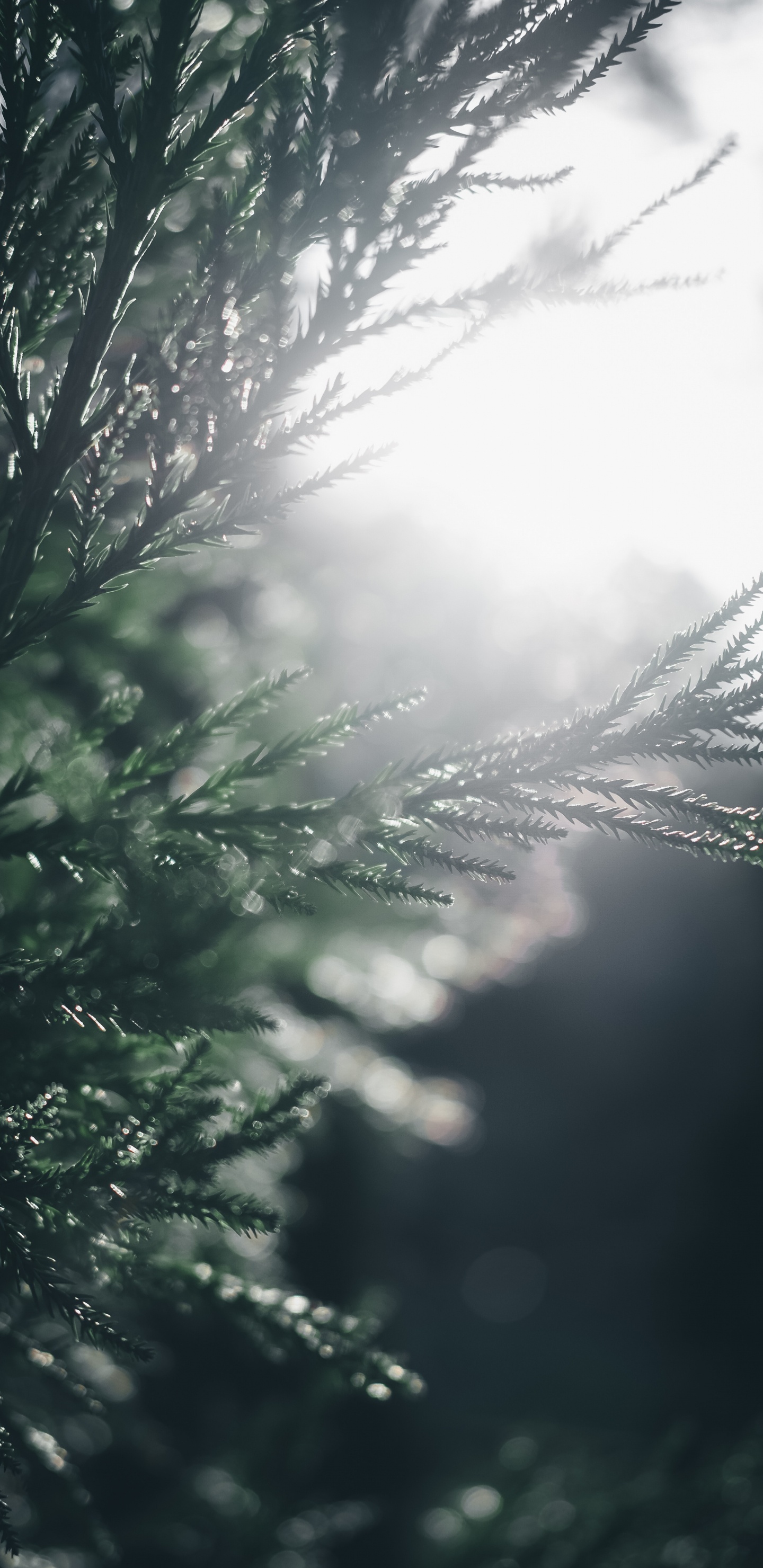 Baum, Wasser, Natur, Branch, Sonnenlicht. Wallpaper in 1440x2960 Resolution