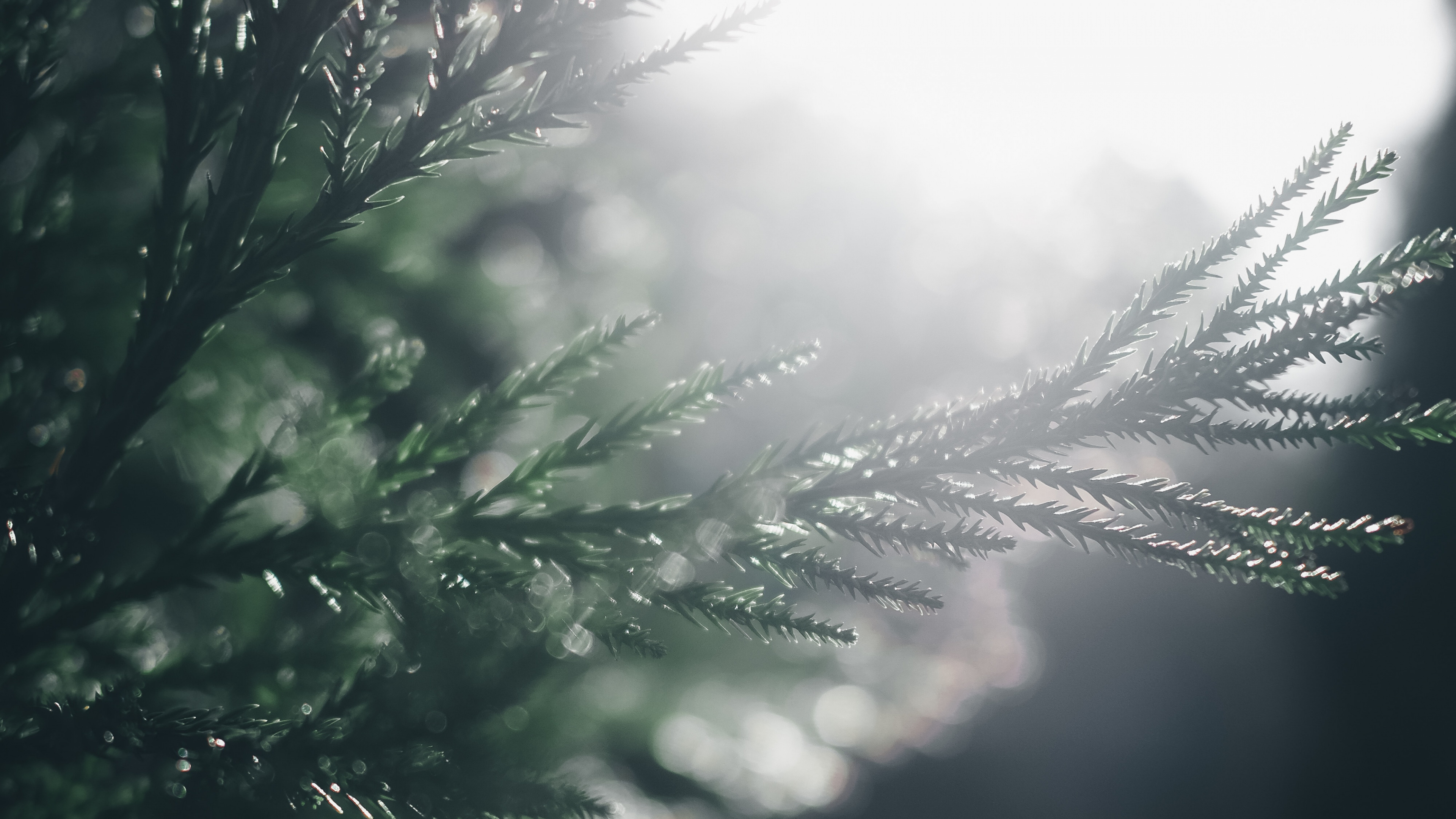 Baum, Wasser, Natur, Branch, Sonnenlicht. Wallpaper in 3840x2160 Resolution