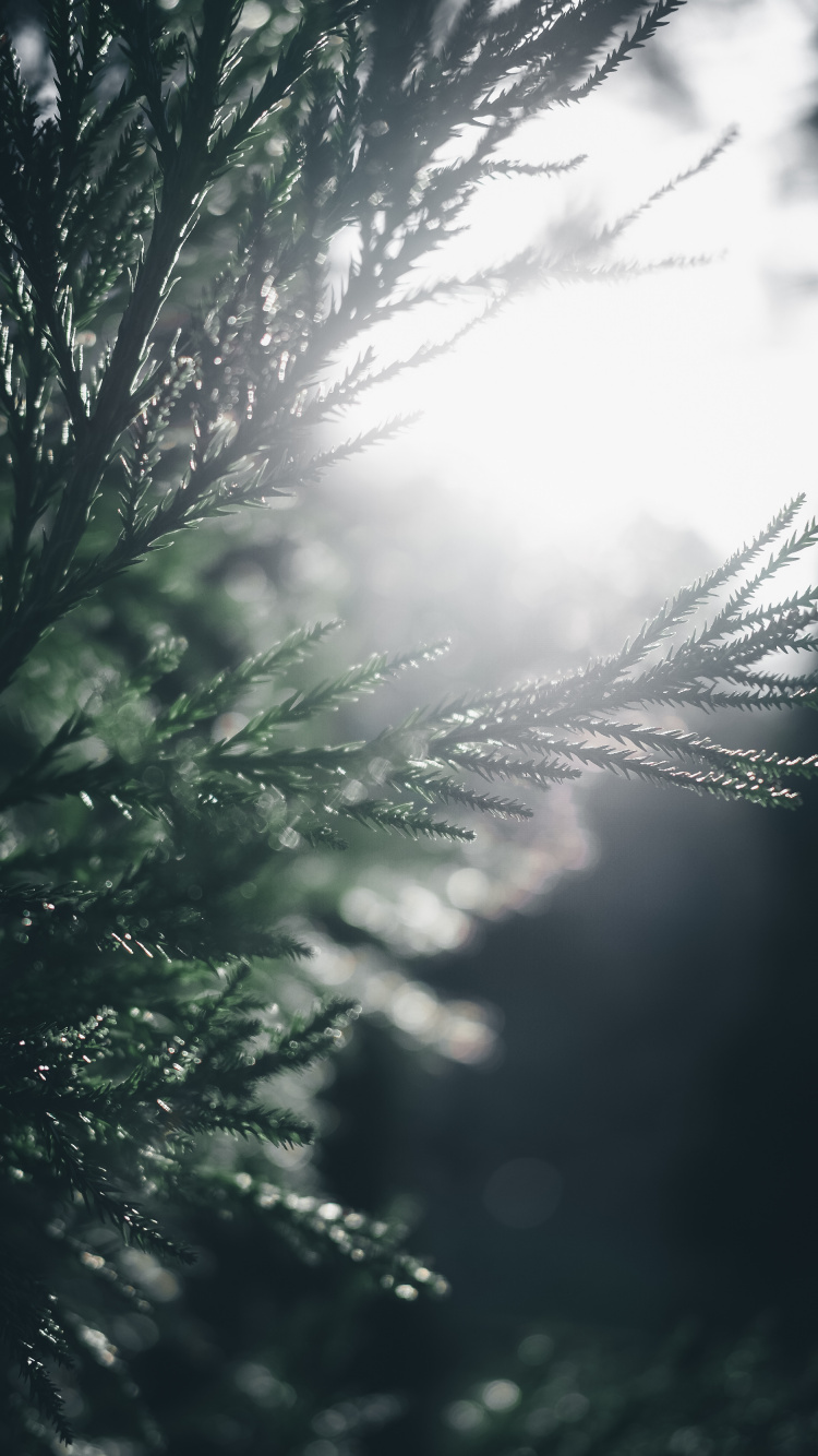 Baum, Wasser, Natur, Branch, Sonnenlicht. Wallpaper in 750x1334 Resolution