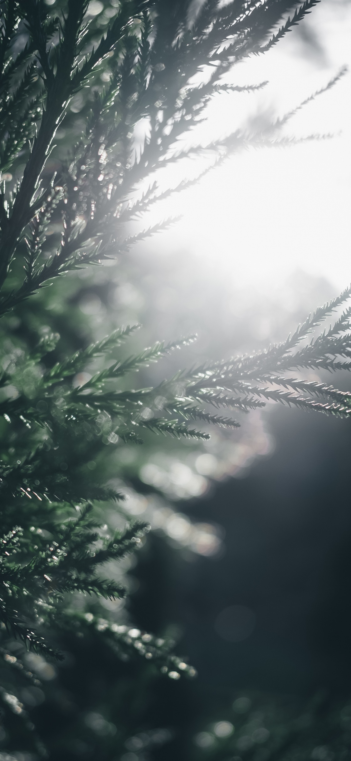 Tree, Water, Nature, Branch, Sunlight. Wallpaper in 1125x2436 Resolution