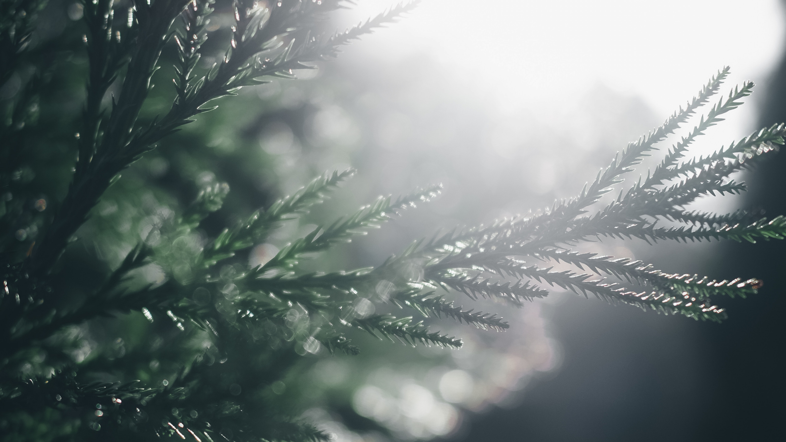 Agua, Naturaleza, Sucursal, la Luz Del Sol, Luz. Wallpaper in 2560x1440 Resolution