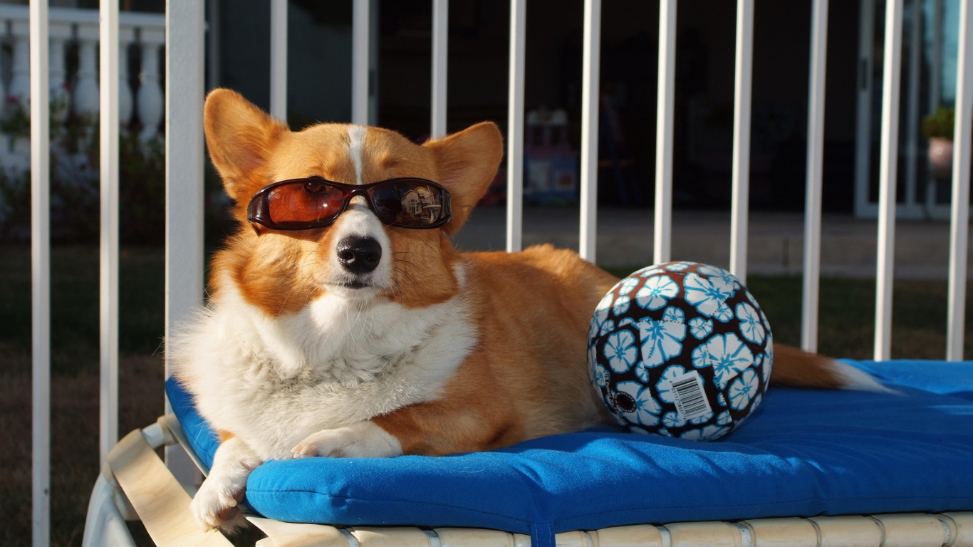 Brown and White Short Coated Dog Wearing Sunglasses. Wallpaper in 1366x768 Resolution