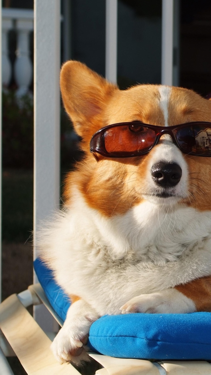 Brown and White Short Coated Dog Wearing Sunglasses. Wallpaper in 720x1280 Resolution