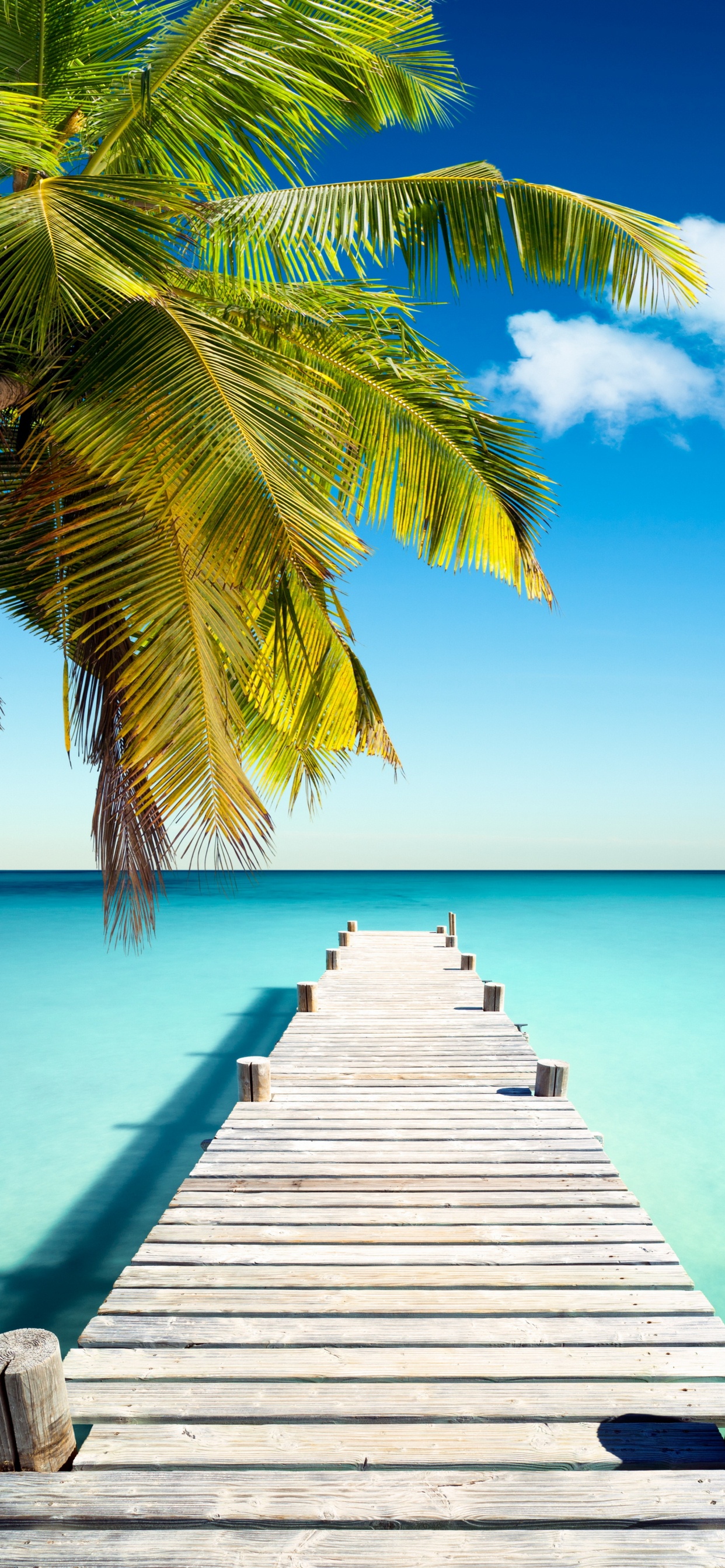Palm Tree on Wooden Dock During Daytime. Wallpaper in 1242x2688 Resolution