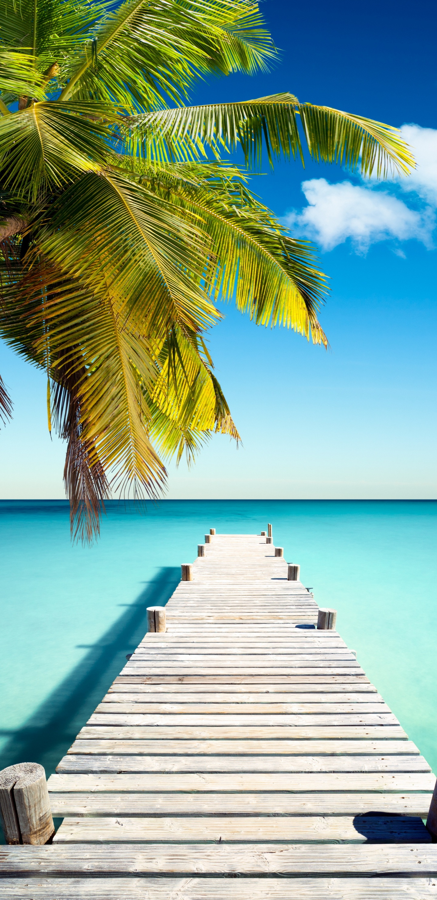 Palm Tree on Wooden Dock During Daytime. Wallpaper in 1440x2960 Resolution