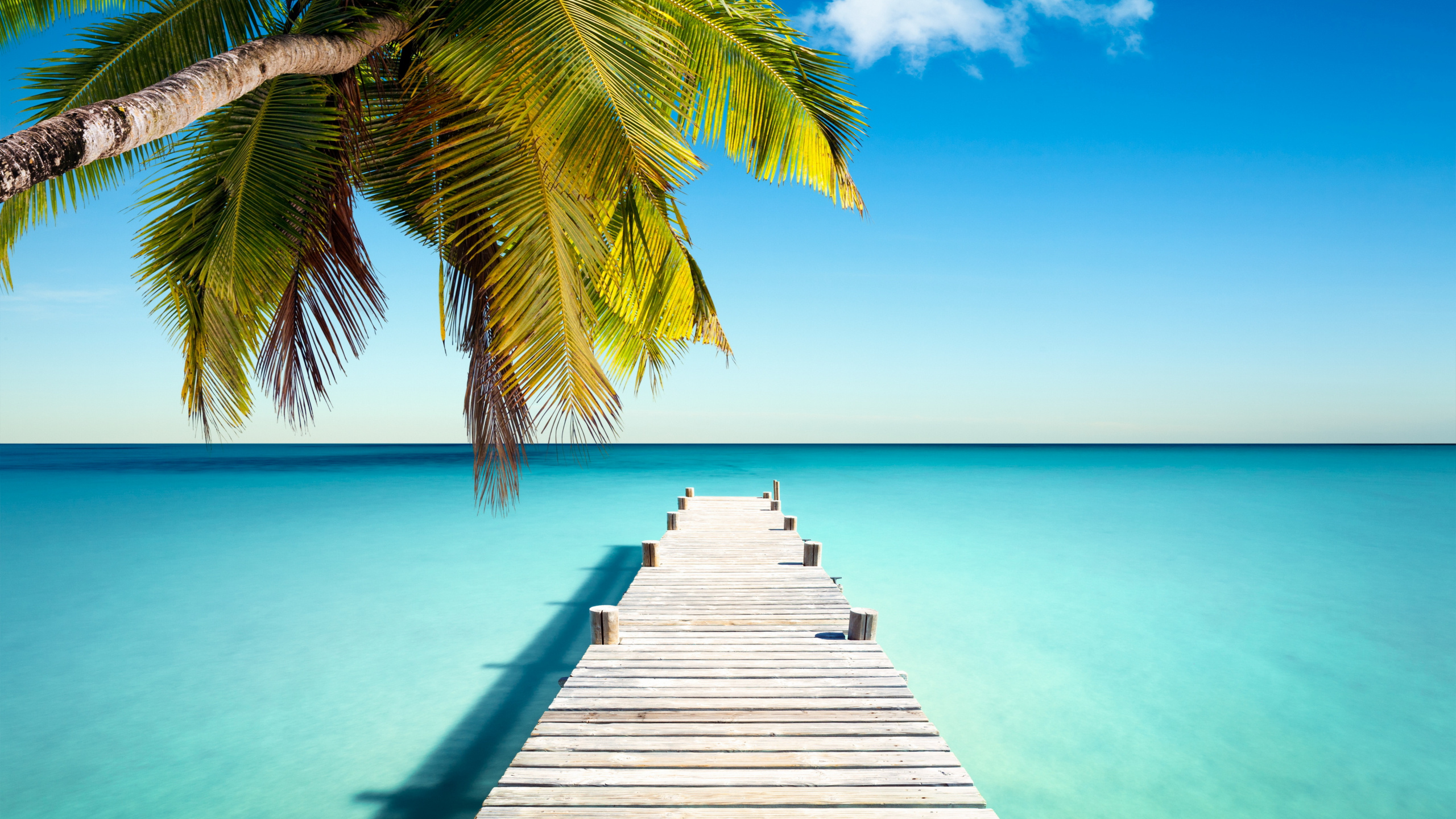 Palm Tree on Wooden Dock During Daytime. Wallpaper in 2560x1440 Resolution