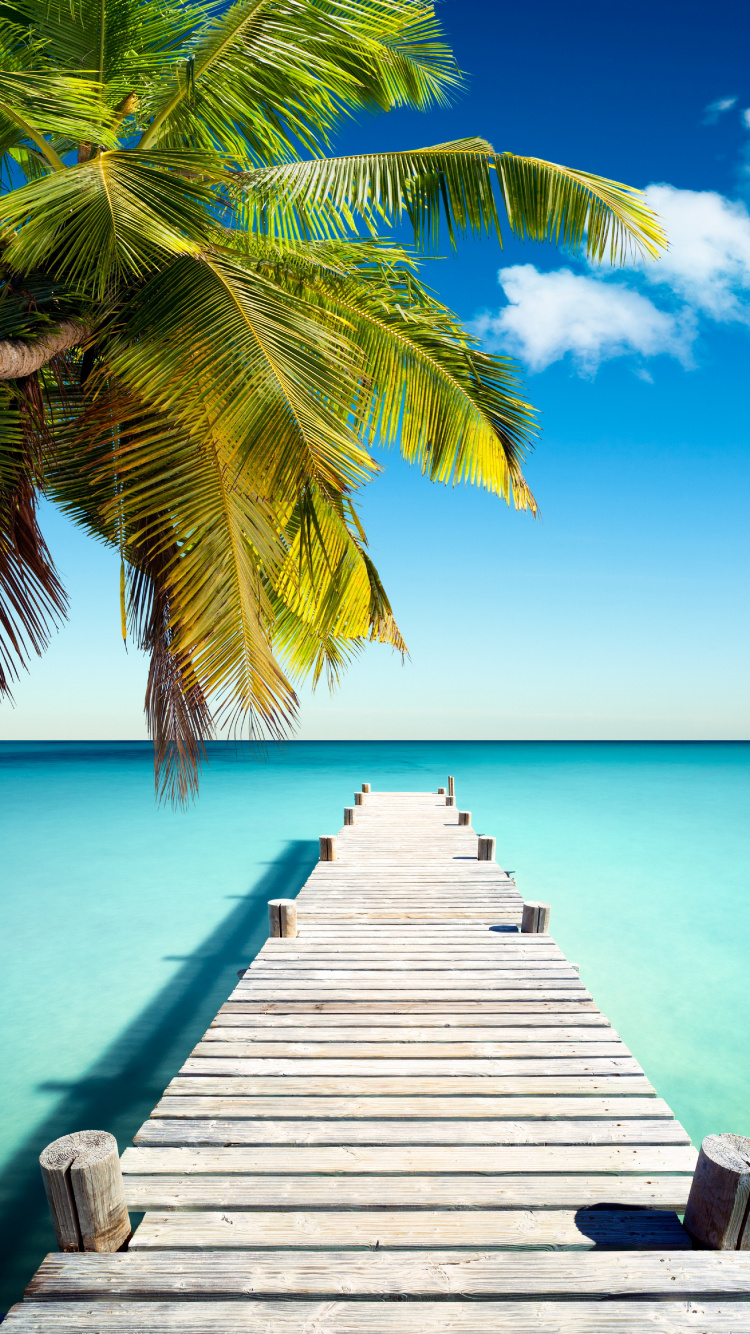 Palm Tree on Wooden Dock During Daytime. Wallpaper in 750x1334 Resolution