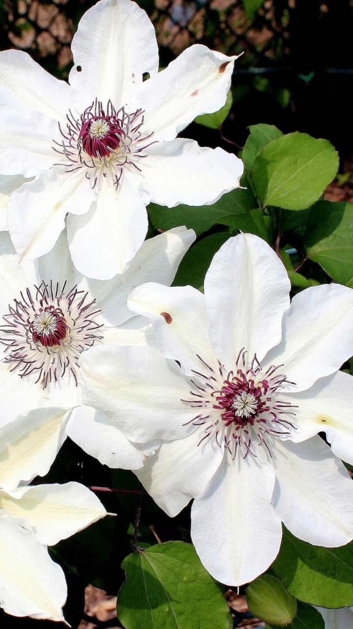 Fleurs Blanches à Feuilles Vertes. Wallpaper in 720x1280 Resolution