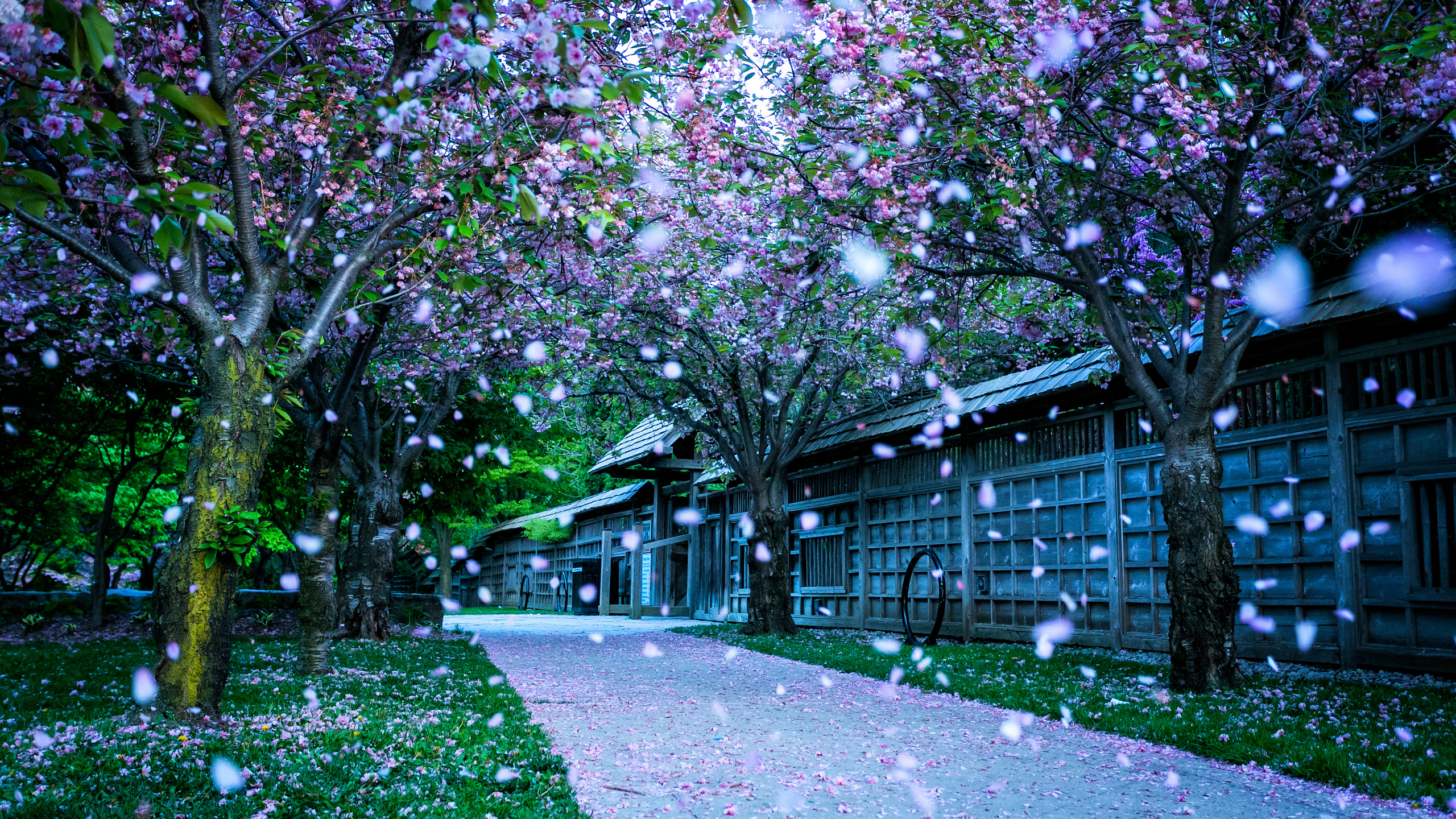 Tree, Spring, Purple, Flower, Plant. Wallpaper in 2560x1440 Resolution