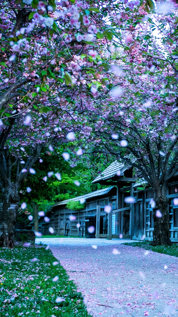 弹簧, 紫色的, 建筑, 开花, 草 壁纸 720x1280 允许