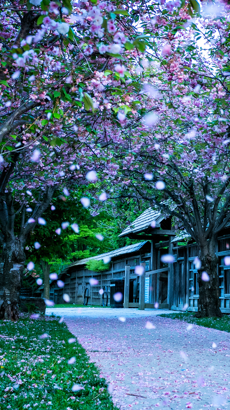 弹簧, 紫色的, 建筑, 开花, 草 壁纸 750x1334 允许