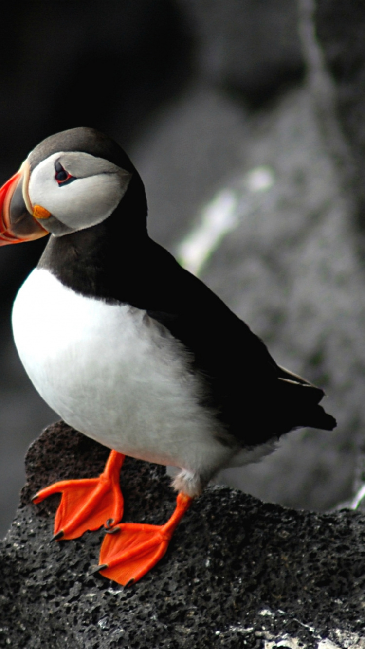 大西洋海雀, 鸟, 海鸟, Charadriiformes 壁纸 750x1334 允许