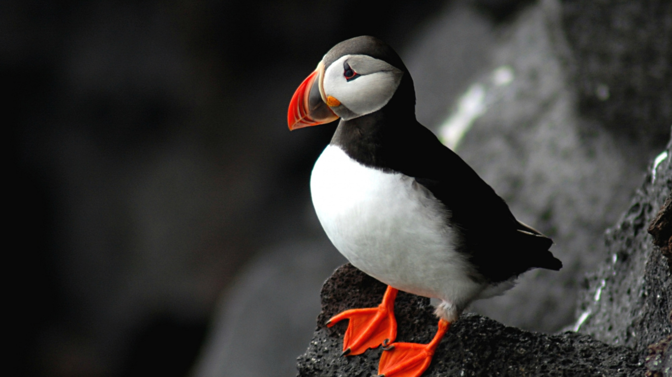 Oiseau Blanc et Noir Sur Rocher Noir. Wallpaper in 1366x768 Resolution