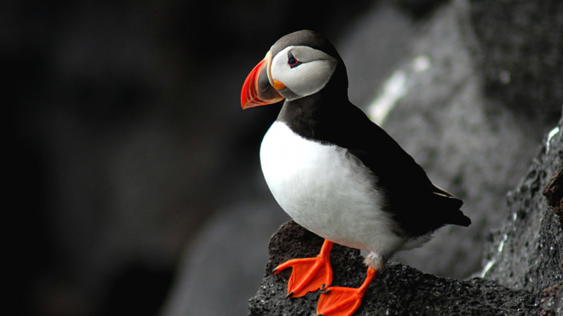 Oiseau Blanc et Noir Sur Rocher Noir. Wallpaper in 1920x1080 Resolution