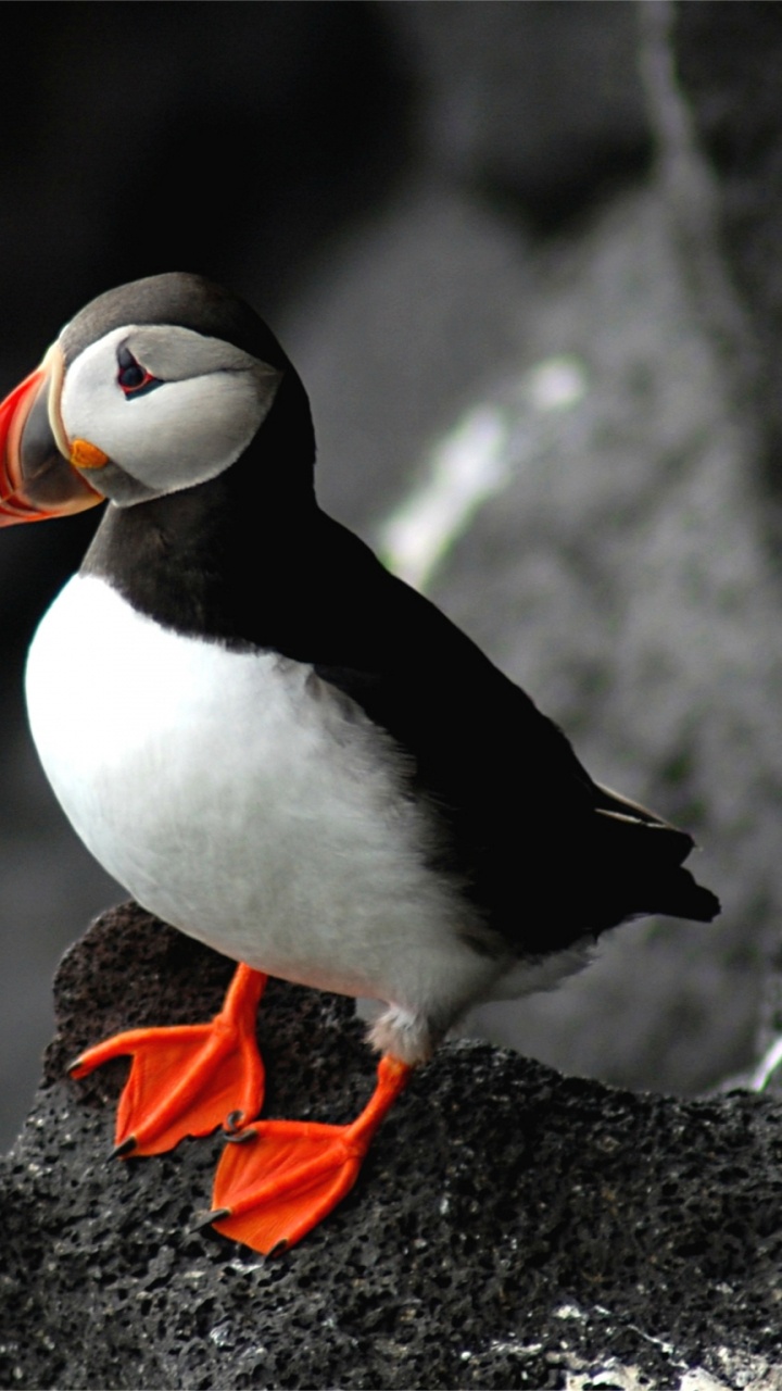 Weißer Und Schwarzer Vogel Auf Schwarzem Felsen. Wallpaper in 720x1280 Resolution