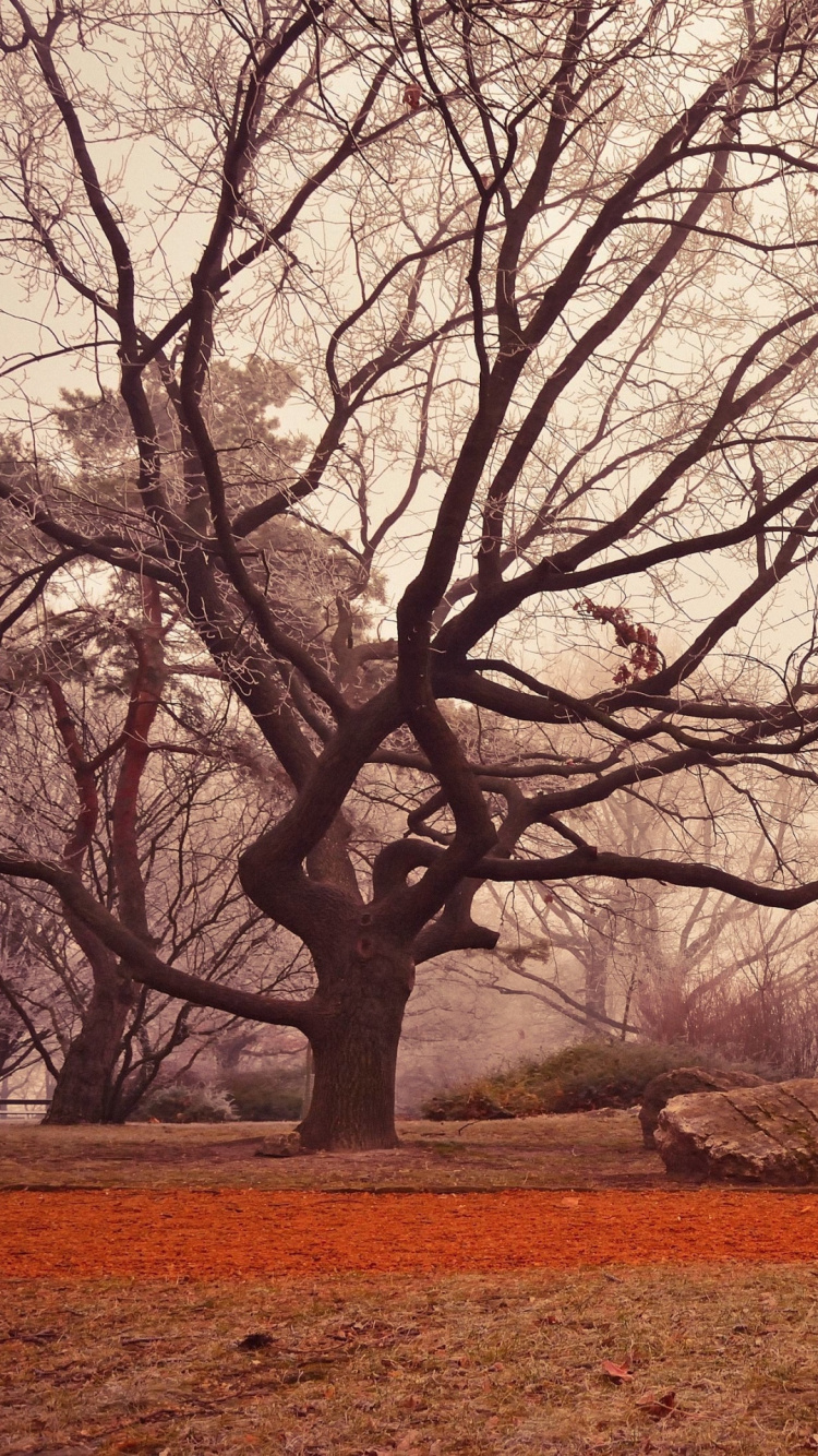 Branch, Baum, Budapest, Herbst, Brown. Wallpaper in 750x1334 Resolution