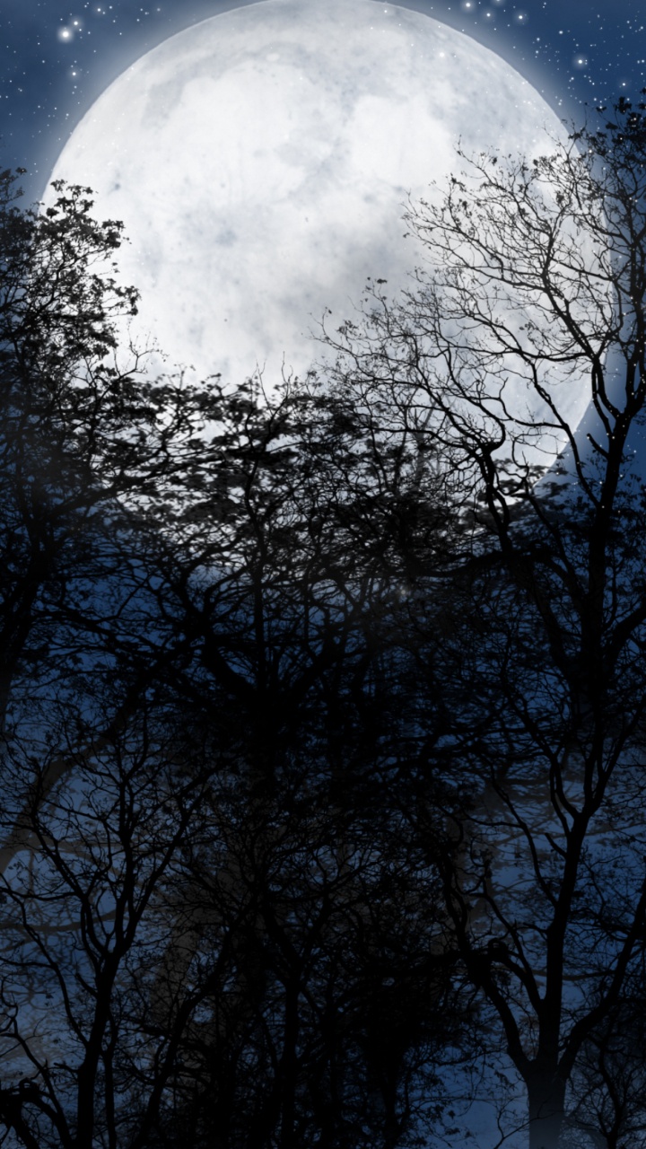 Arbres Nus Sous Ciel Bleu Pendant la Nuit. Wallpaper in 720x1280 Resolution