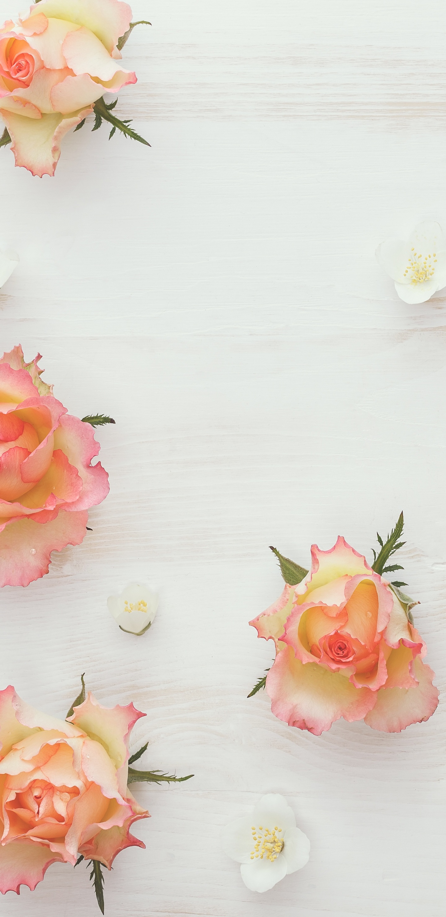 Rosas Rosadas y Blancas Sobre Superficie Blanca. Wallpaper in 1440x2960 Resolution