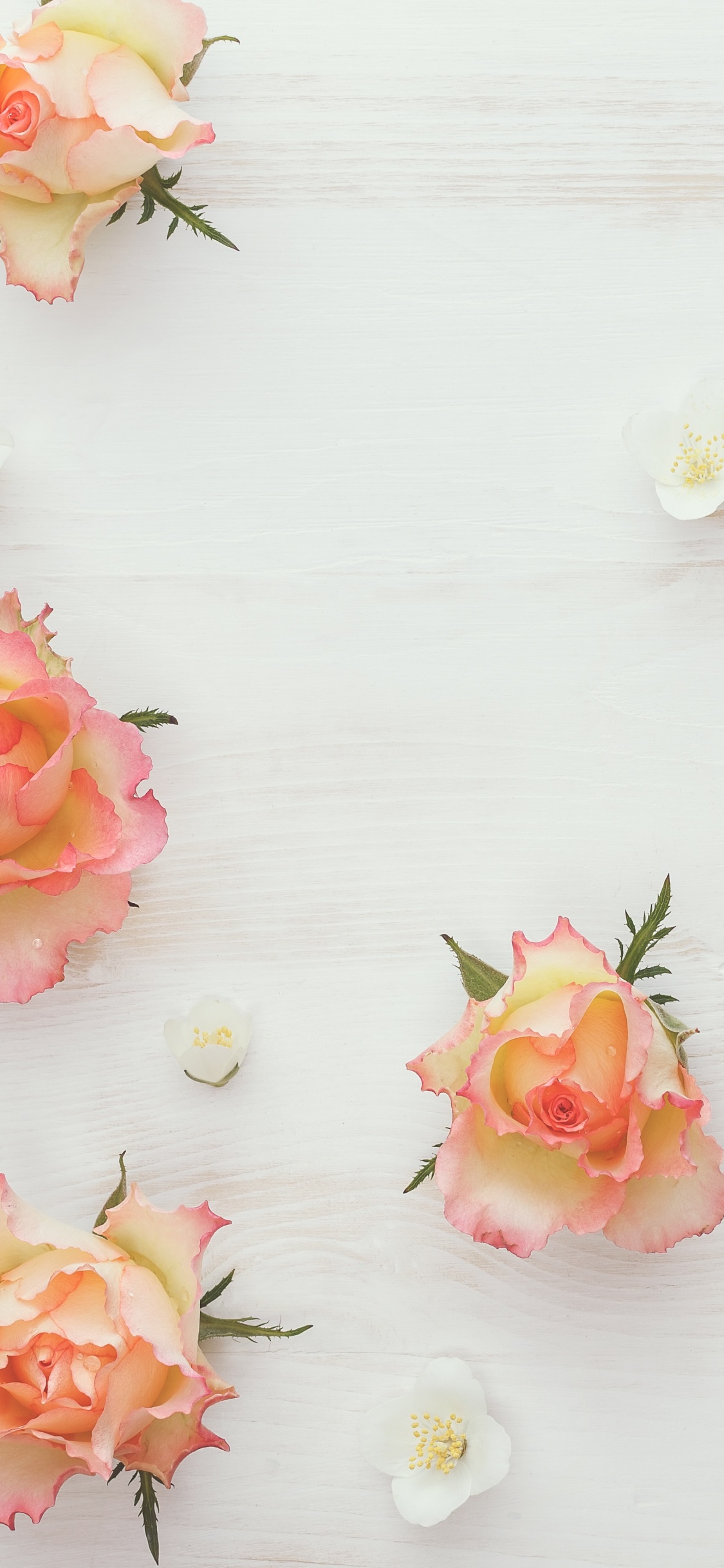 Roses Roses et Blanches Sur Une Surface Blanche. Wallpaper in 1125x2436 Resolution