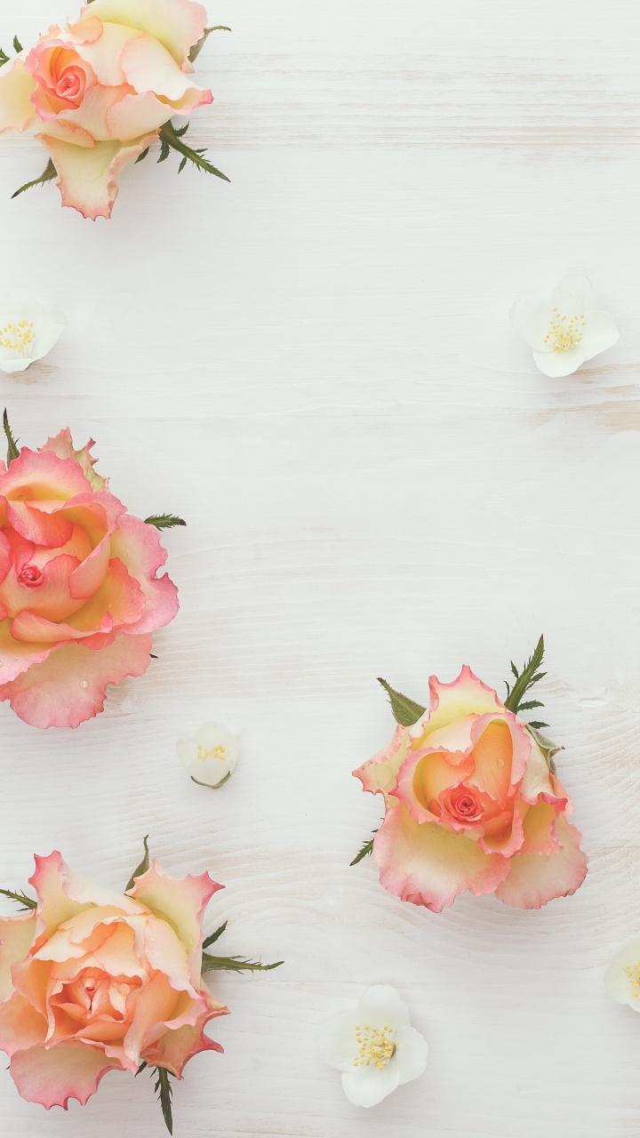 Roses Roses et Blanches Sur Une Surface Blanche. Wallpaper in 720x1280 Resolution